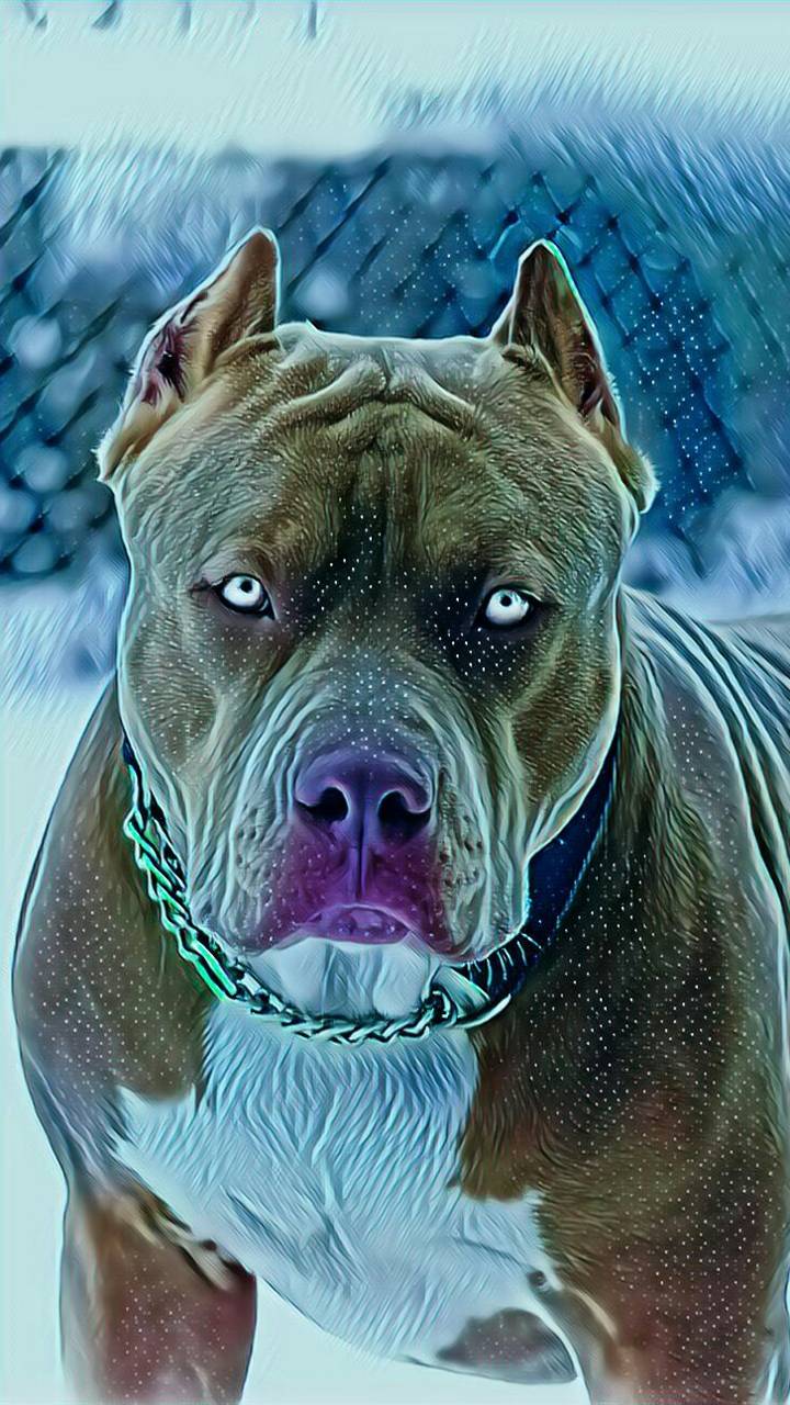 Pit Bulls Wallpapers