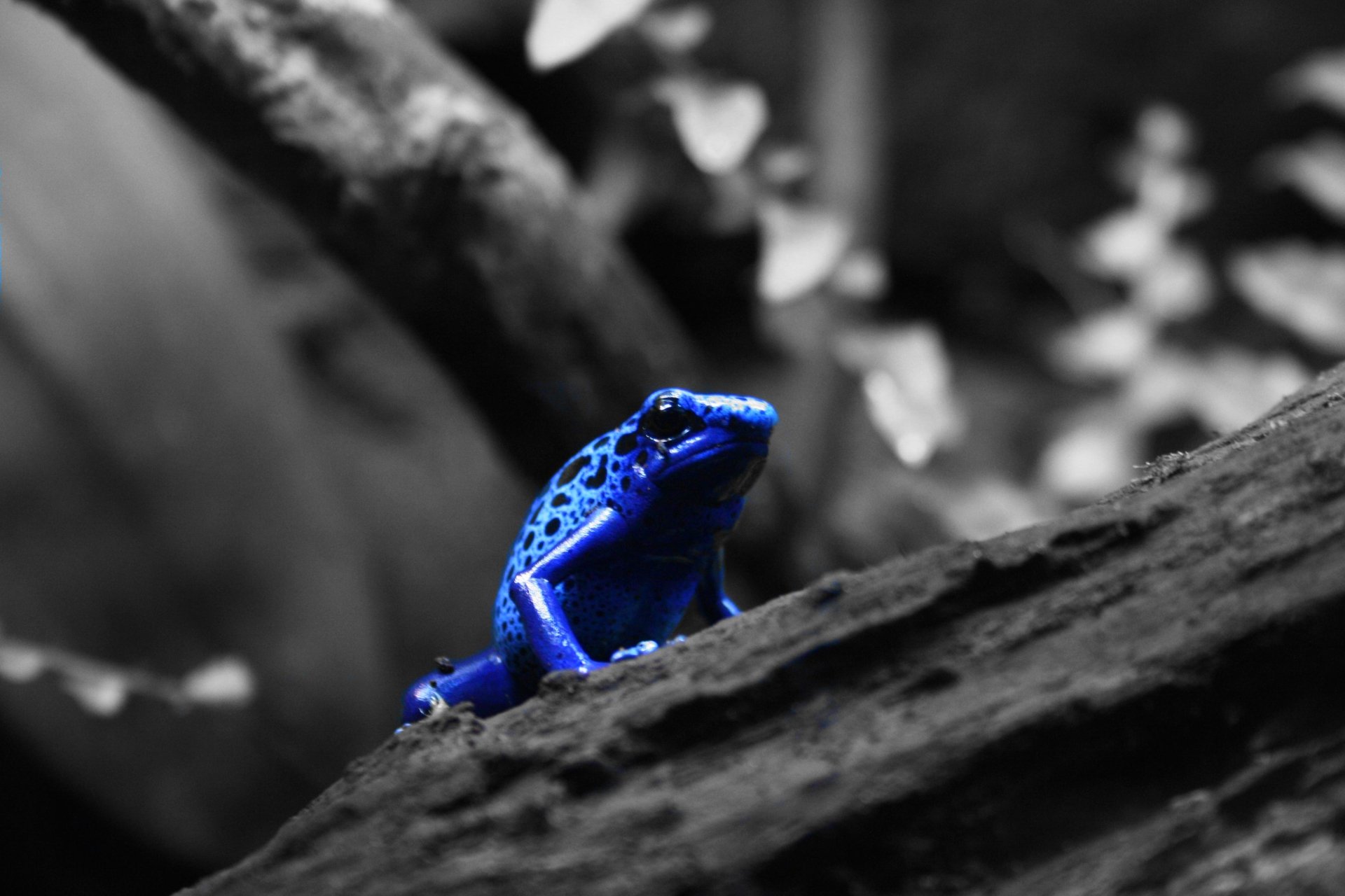 Poison Dart Frog Wallpapers