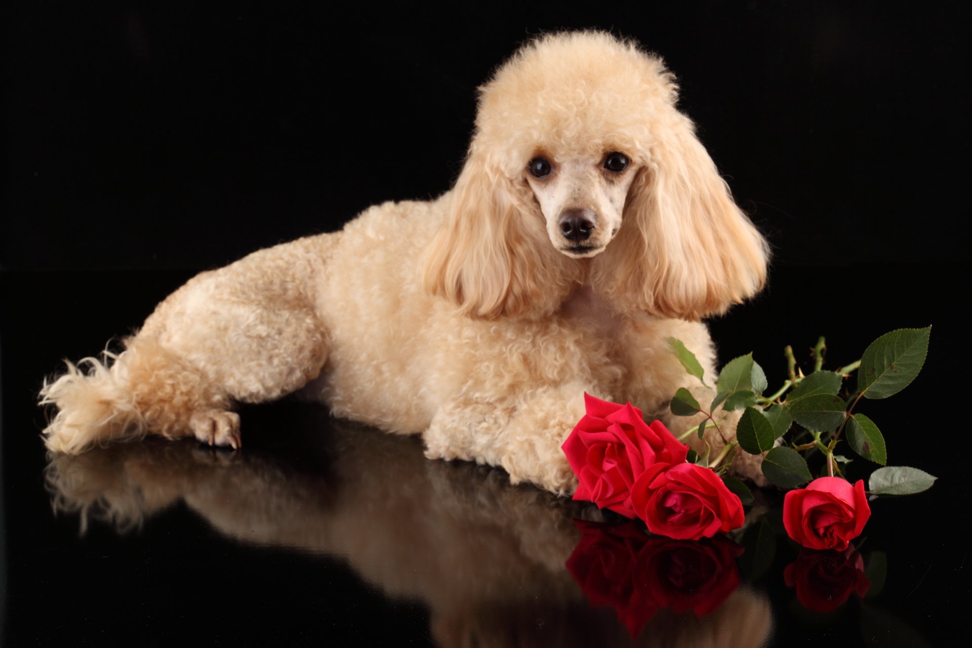 Poodle Wallpapers