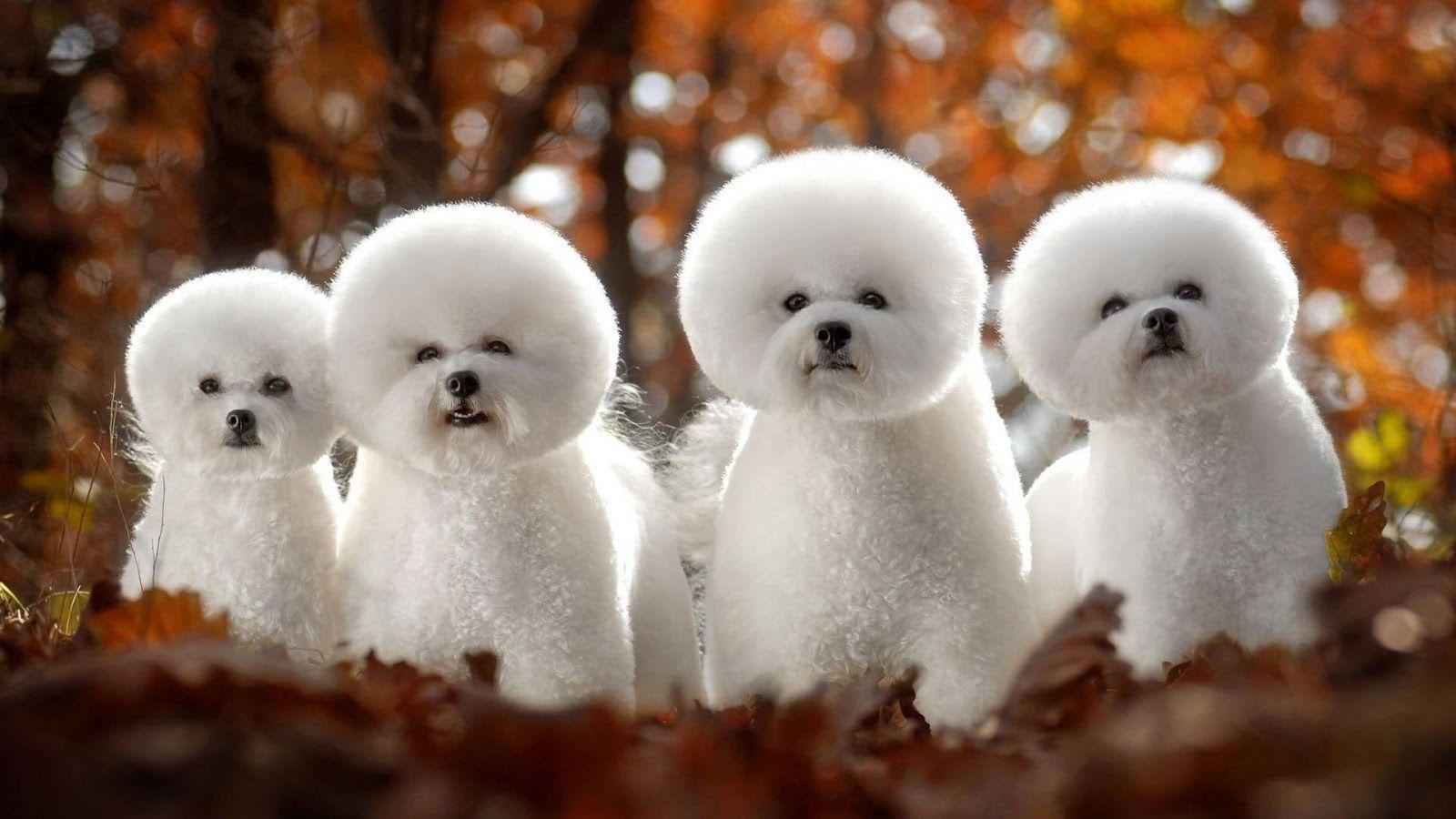 Poodle Wallpapers