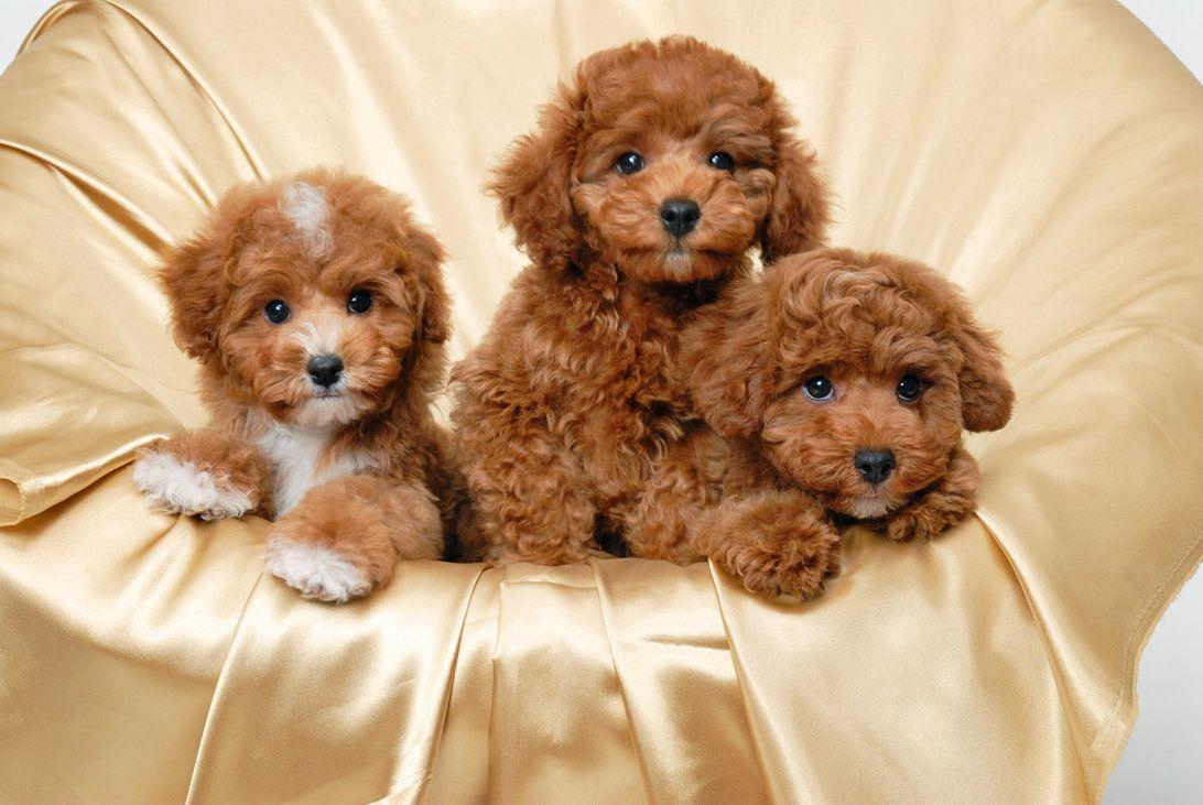 Poodle Wallpapers