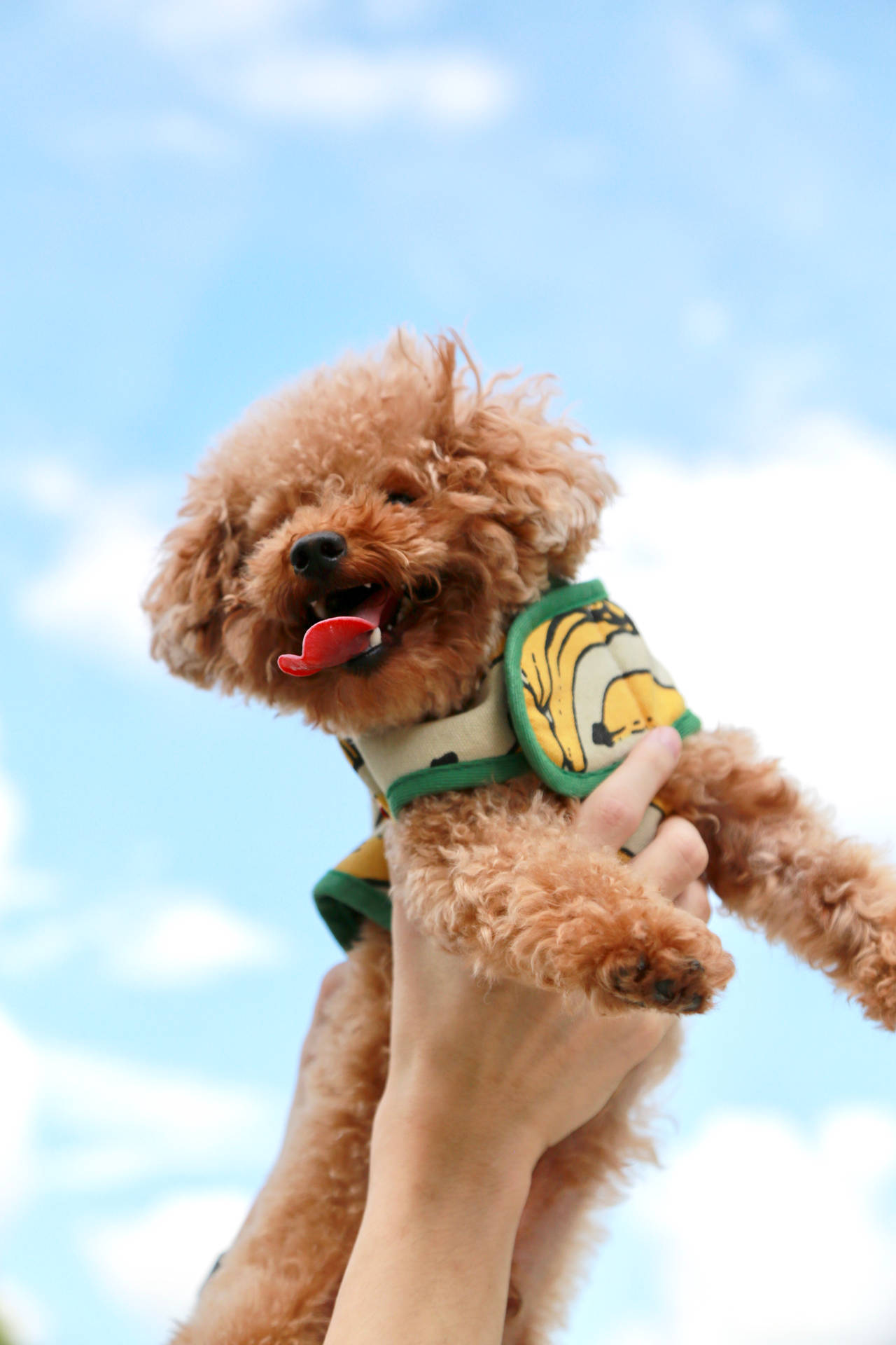 Poodle Wallpapers