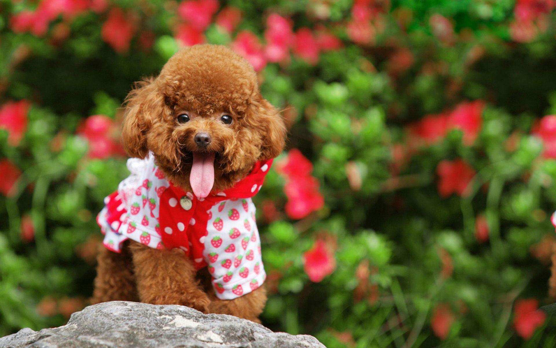 Poodle Wallpapers