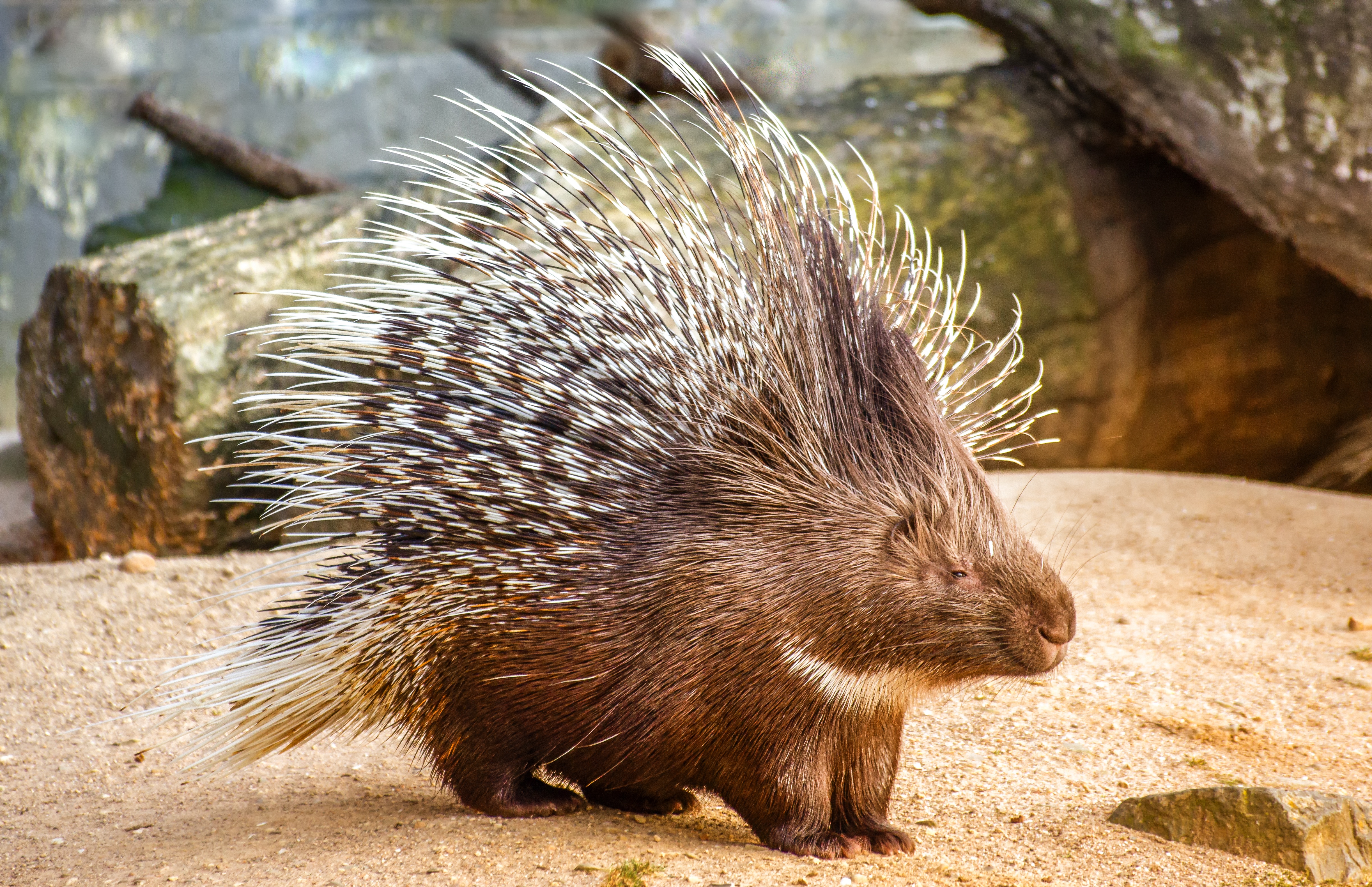 Porcupine Wallpapers