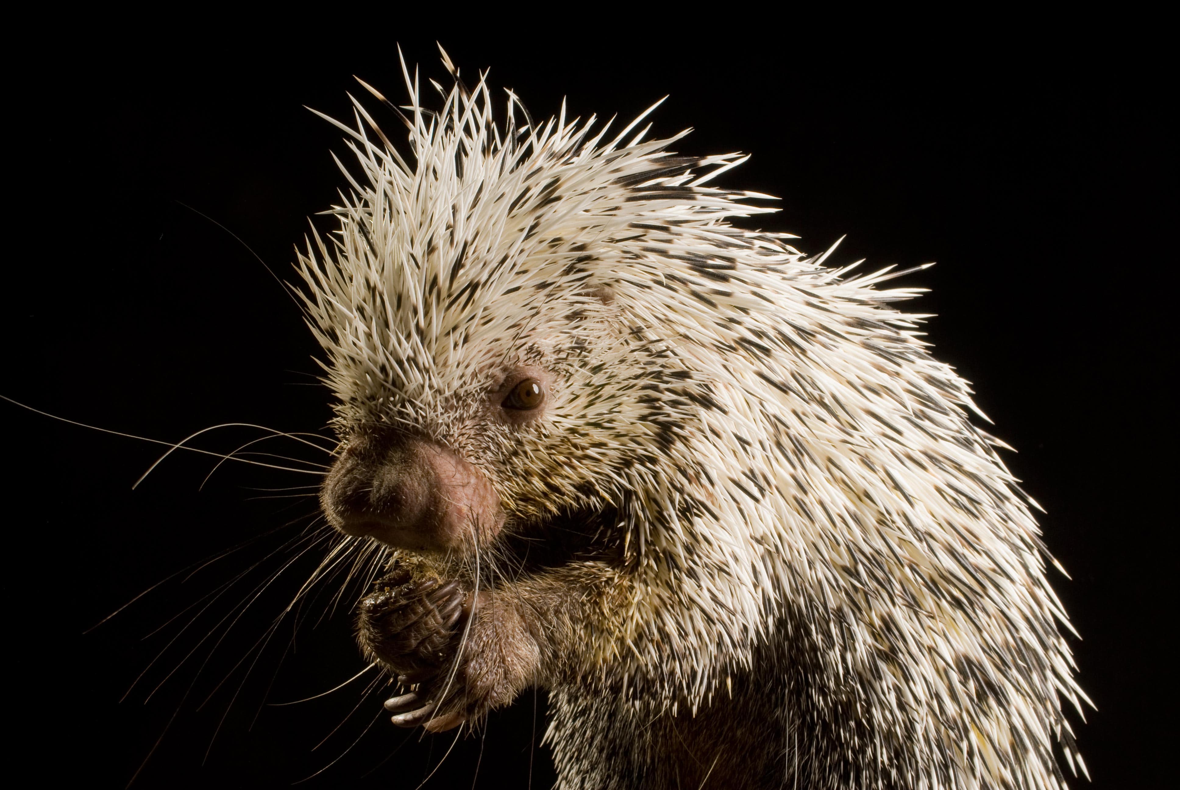 Porcupine Wallpapers