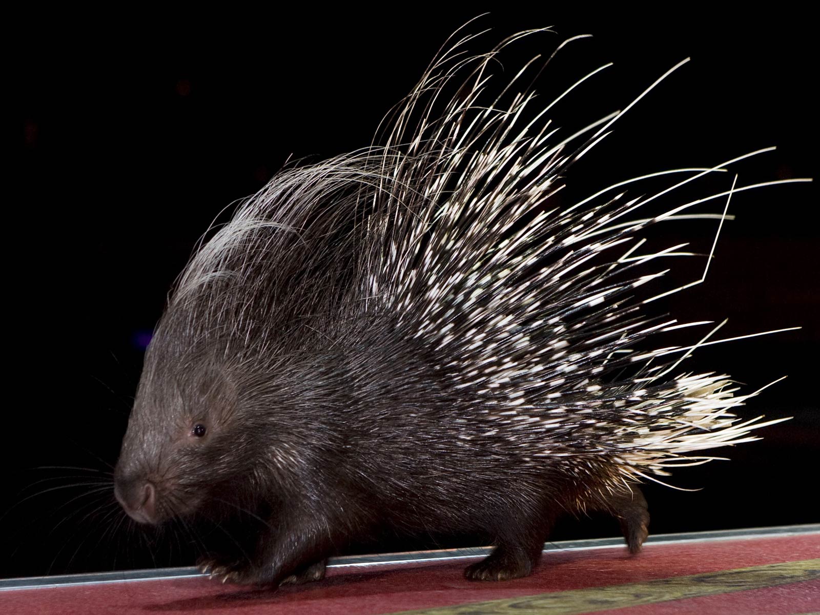 Porcupine Wallpapers