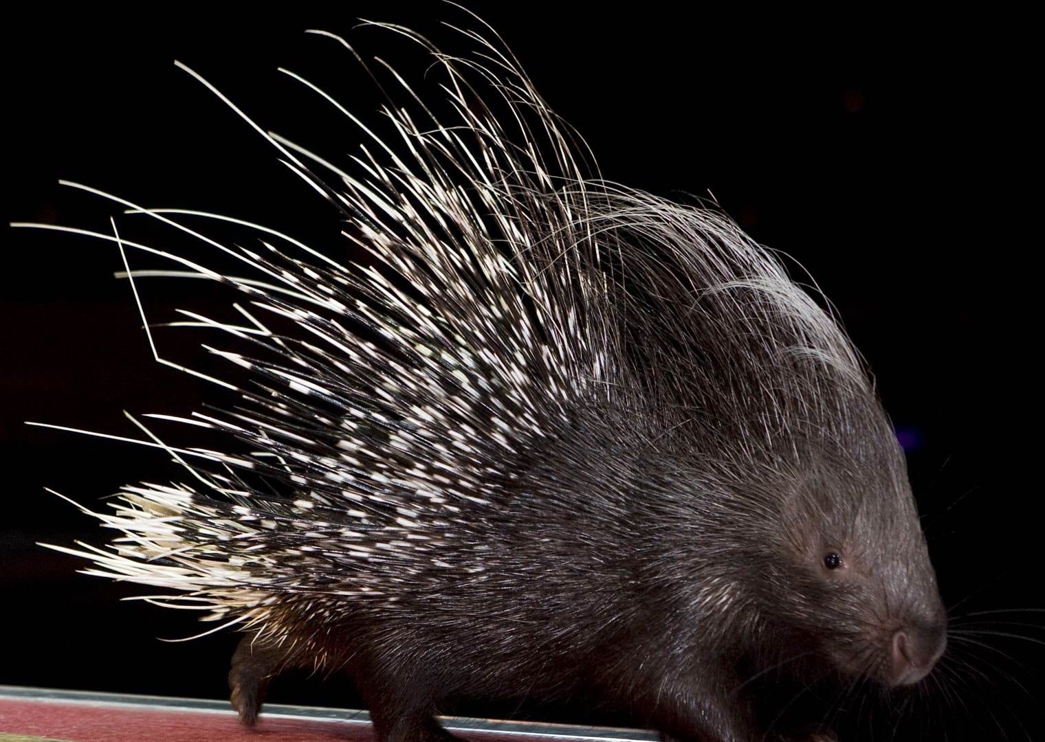 Porcupine Wallpapers