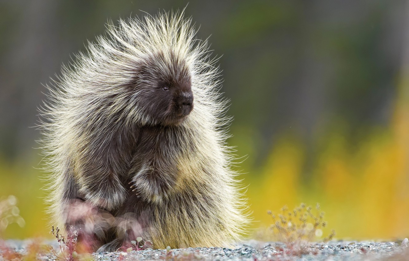 Porcupine Wallpapers