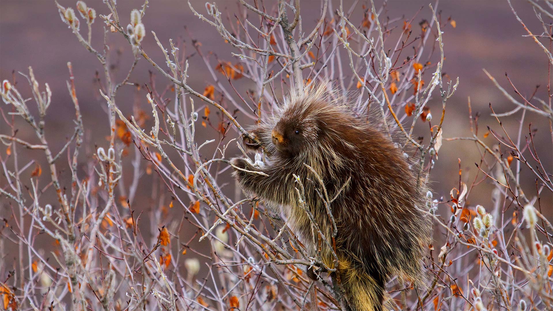 Porcupine Wallpapers