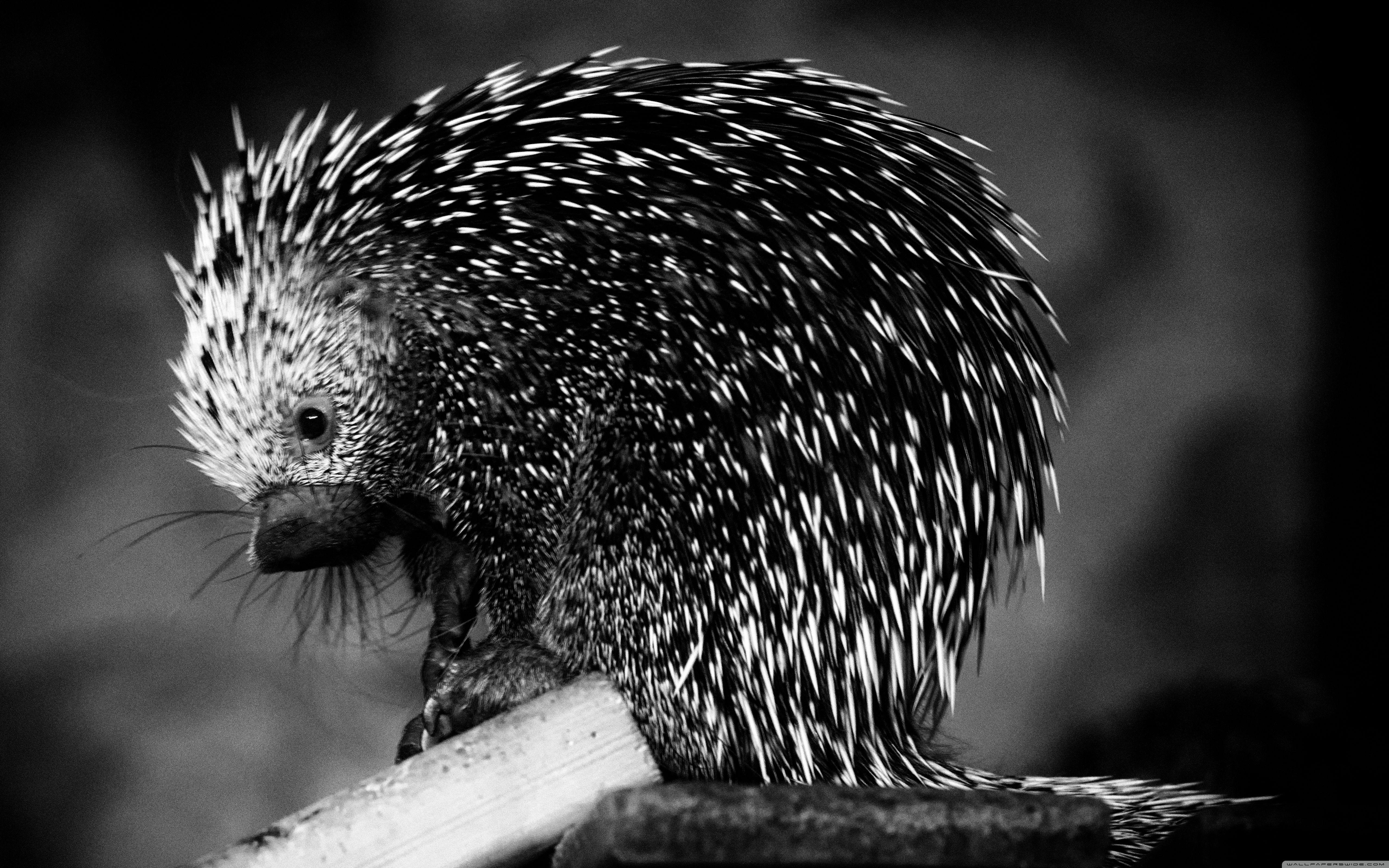 Porcupine Wallpapers