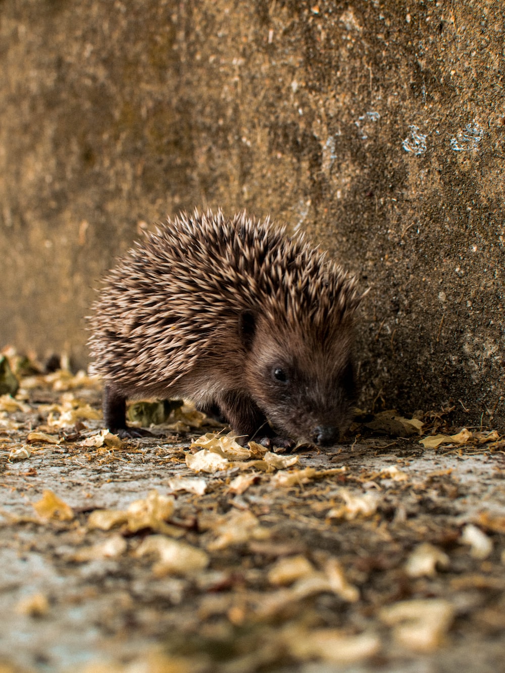 Porcupine Wallpapers