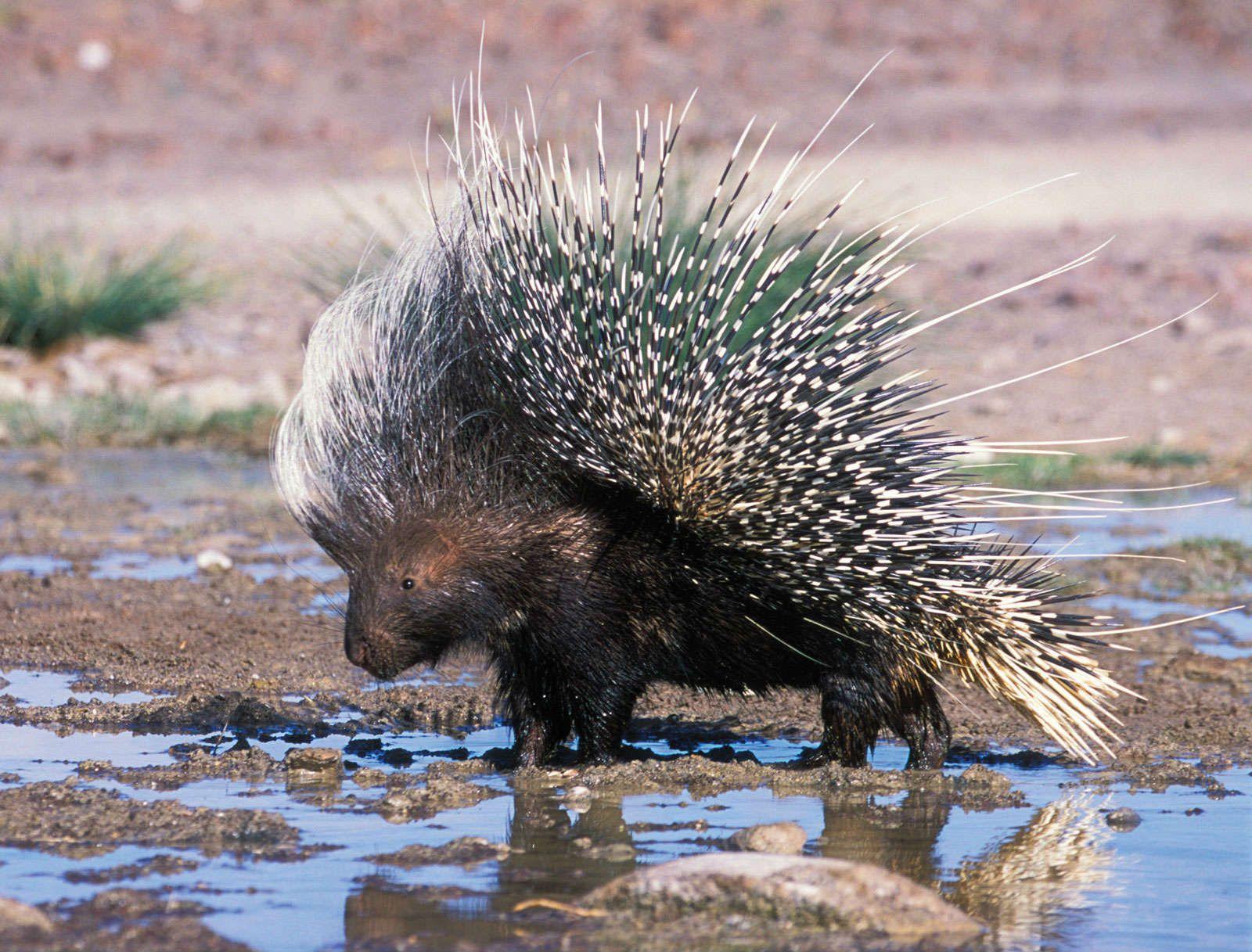 Porcupine Wallpapers