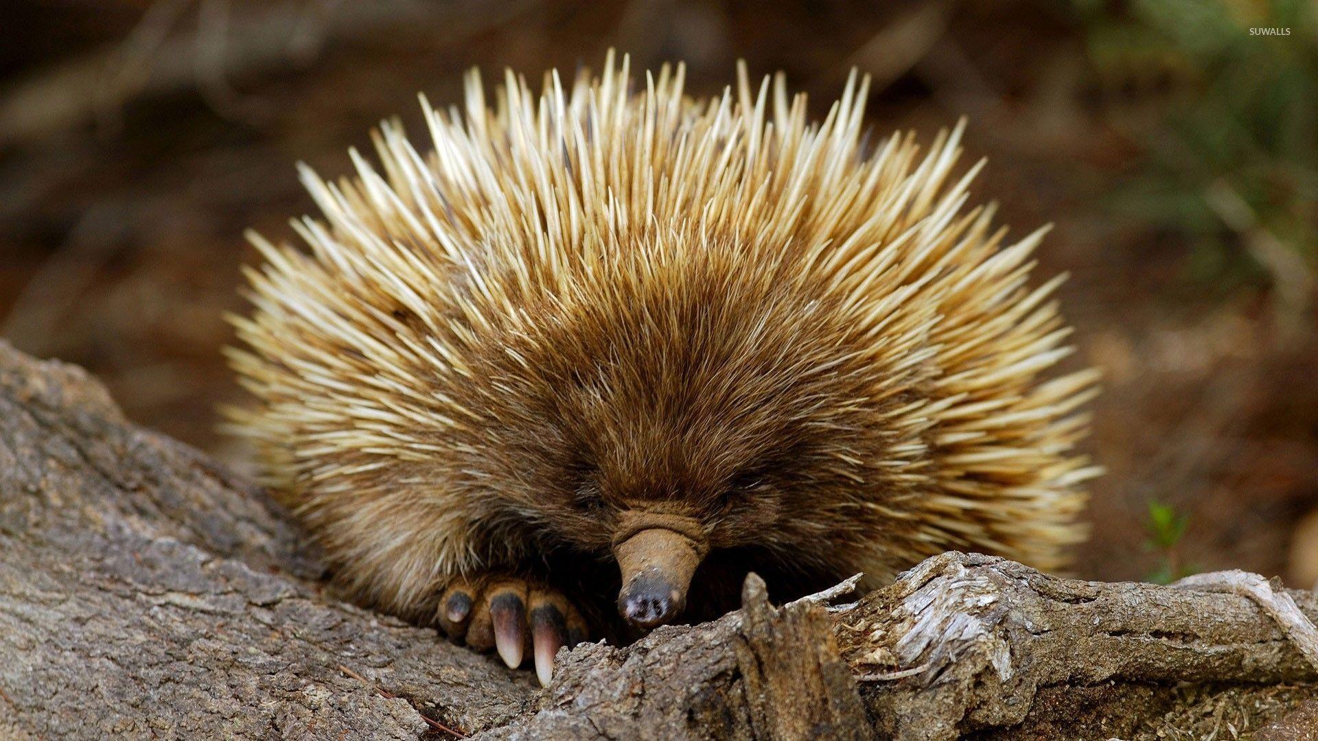 Porcupine Wallpapers