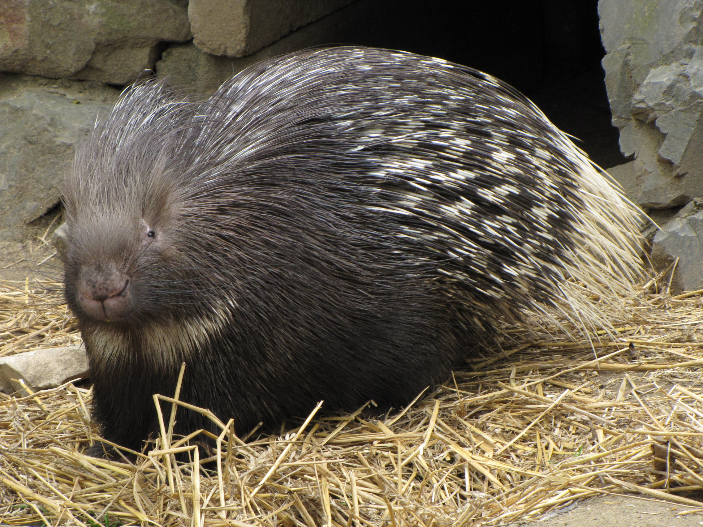 Porcupine Wallpapers