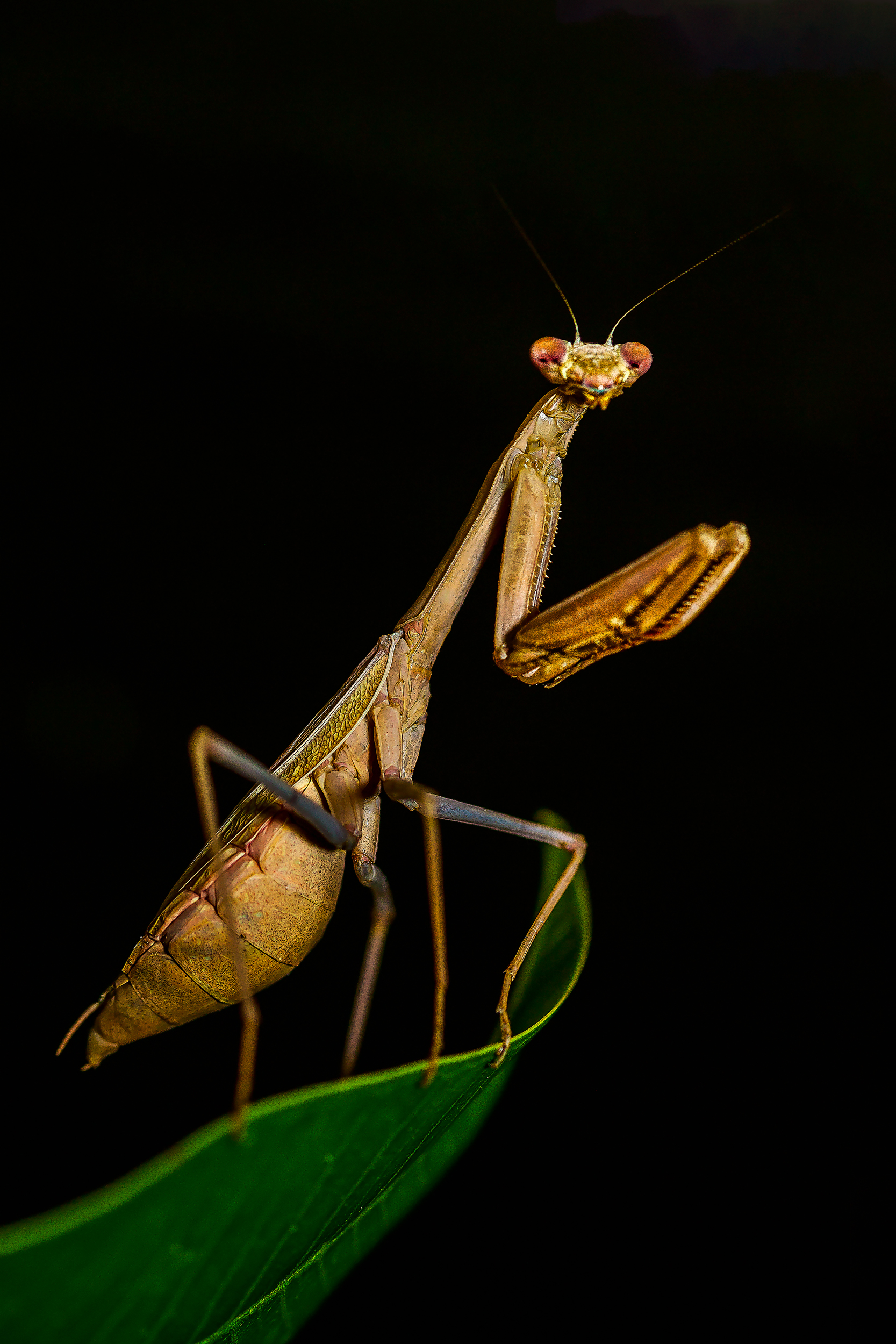 Praying Mantis Wallpapers