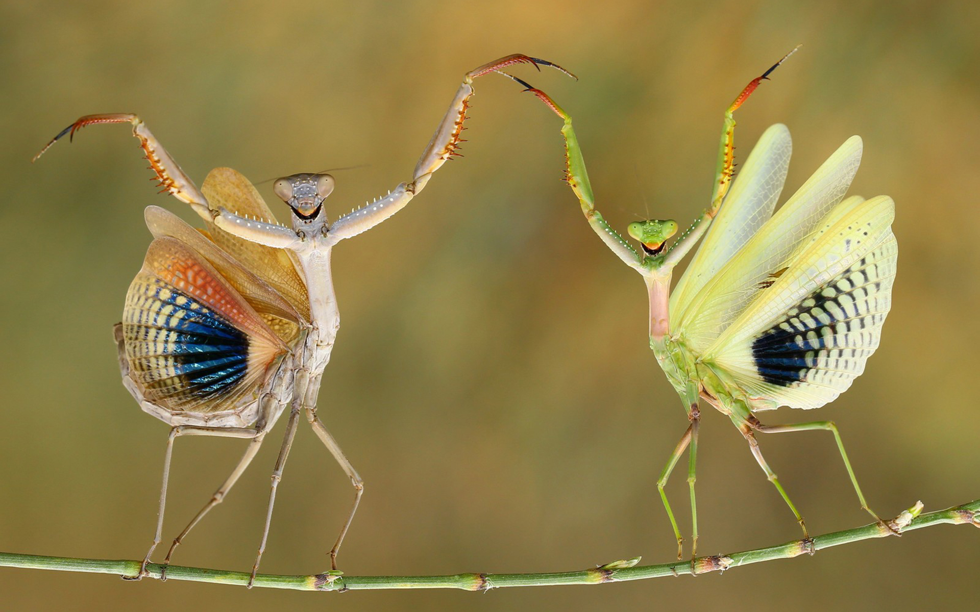 Praying Mantis Wallpapers