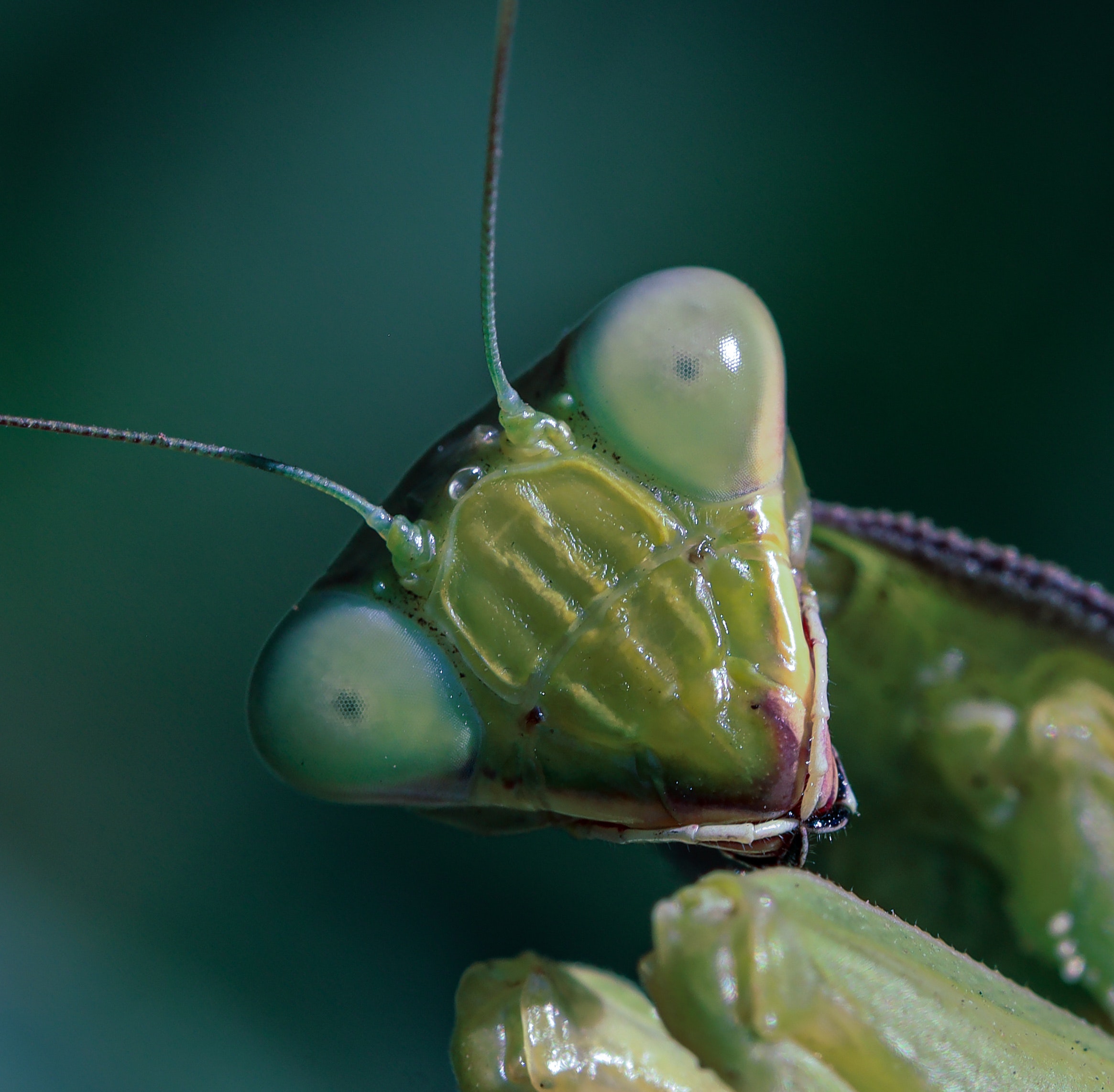 Praying Mantis Wallpapers