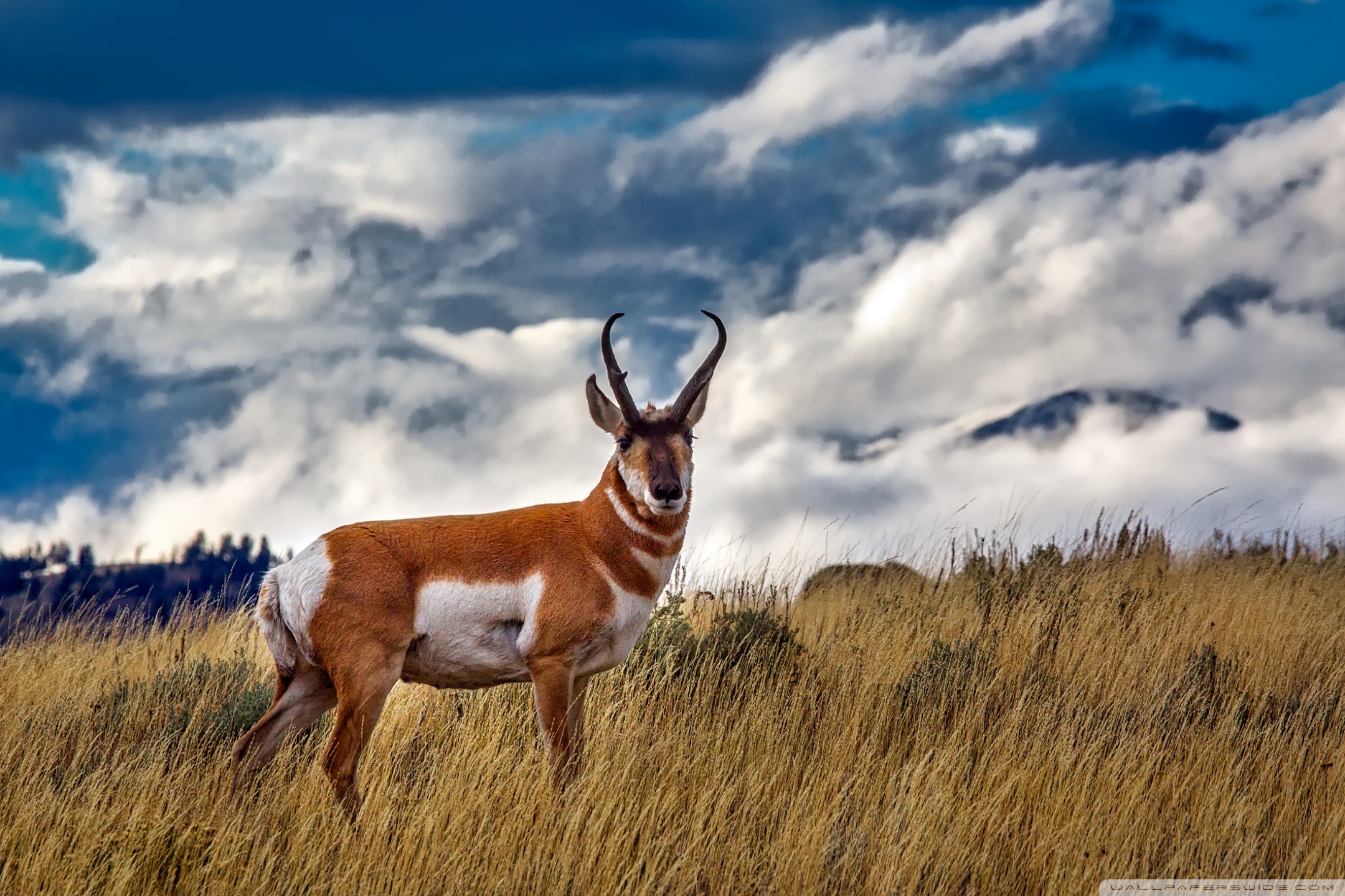 Pronghorn Wallpapers