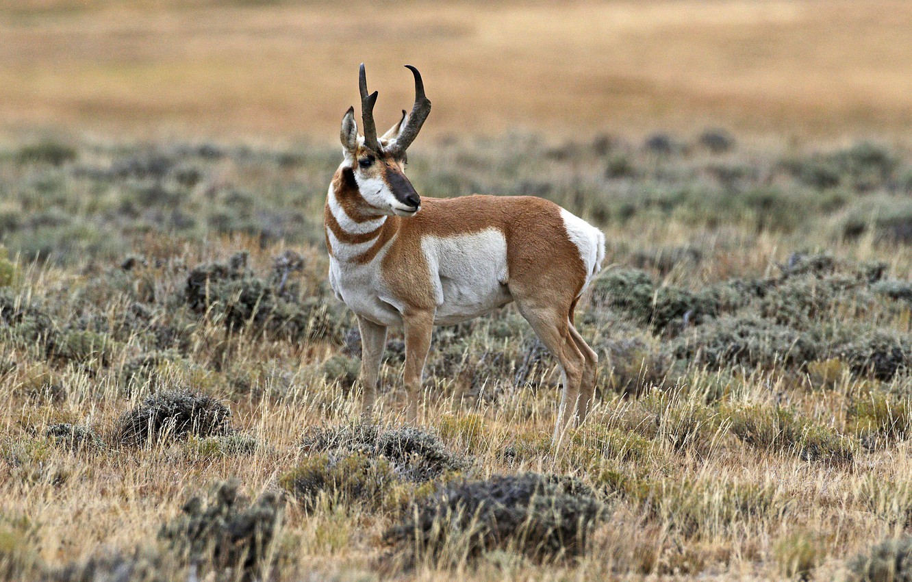 Pronghorn Wallpapers