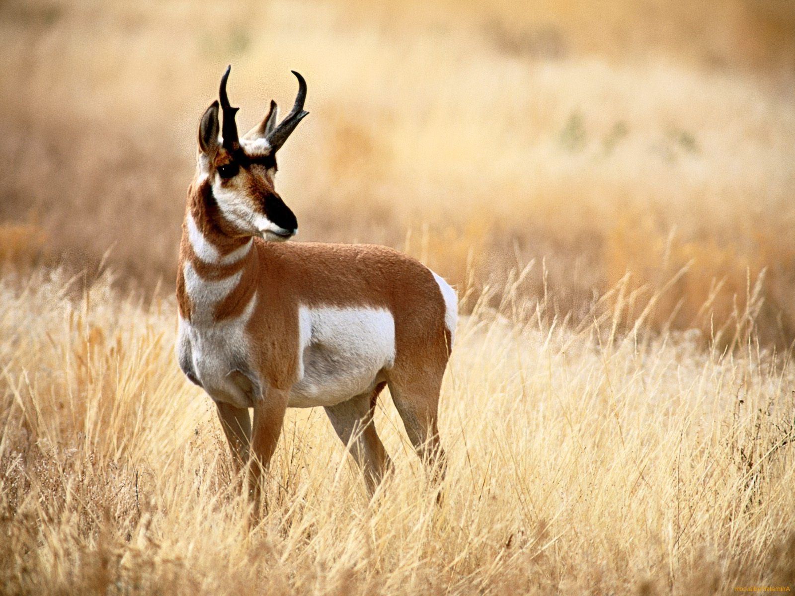 Pronghorn Wallpapers