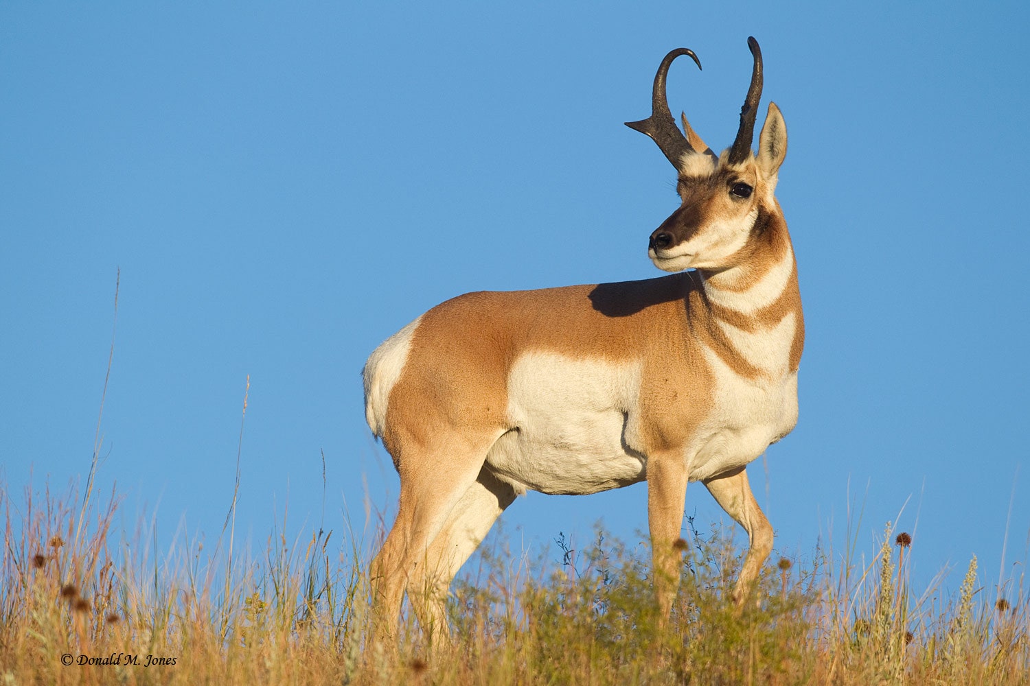 Pronghorn Wallpapers