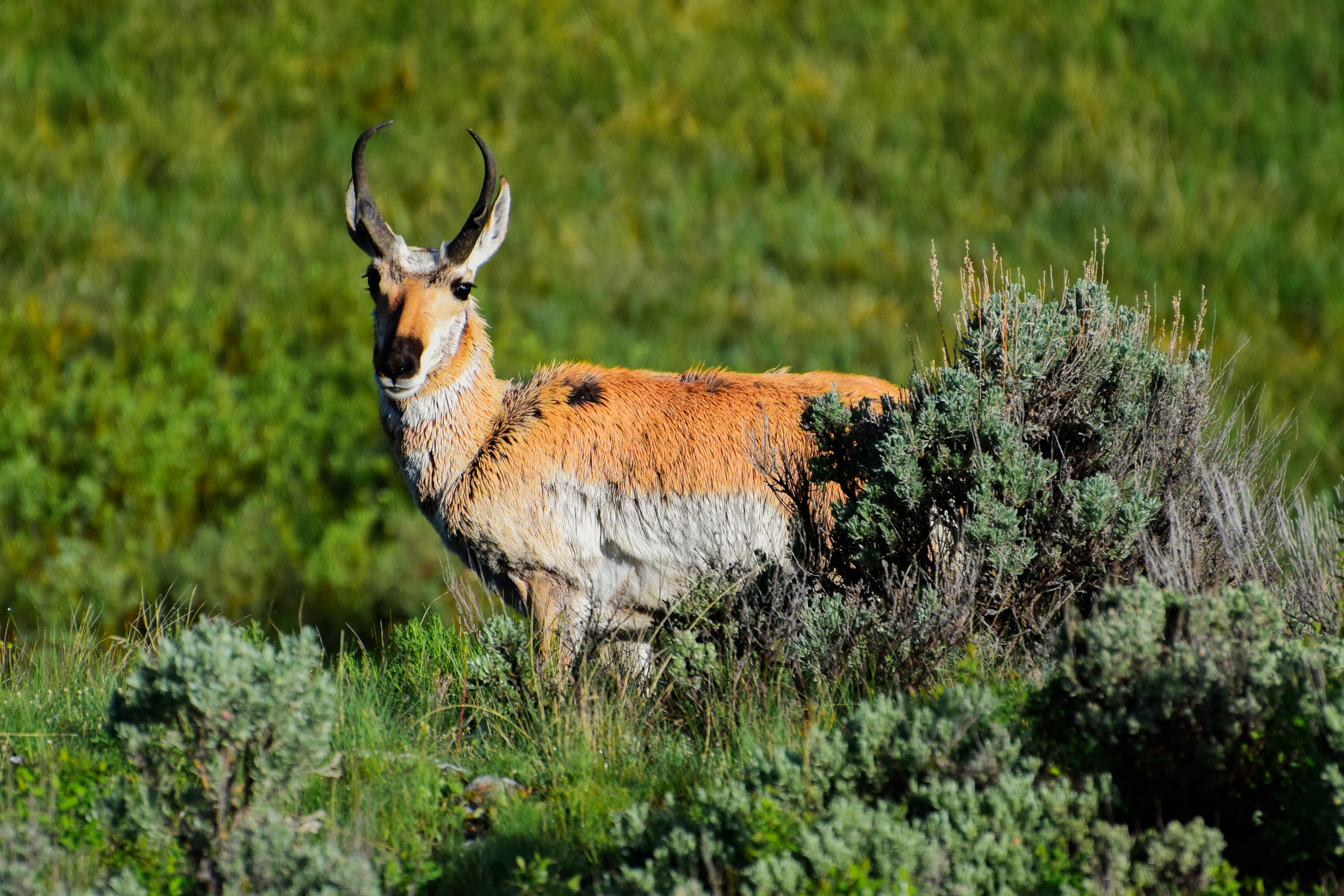 Pronghorn Wallpapers