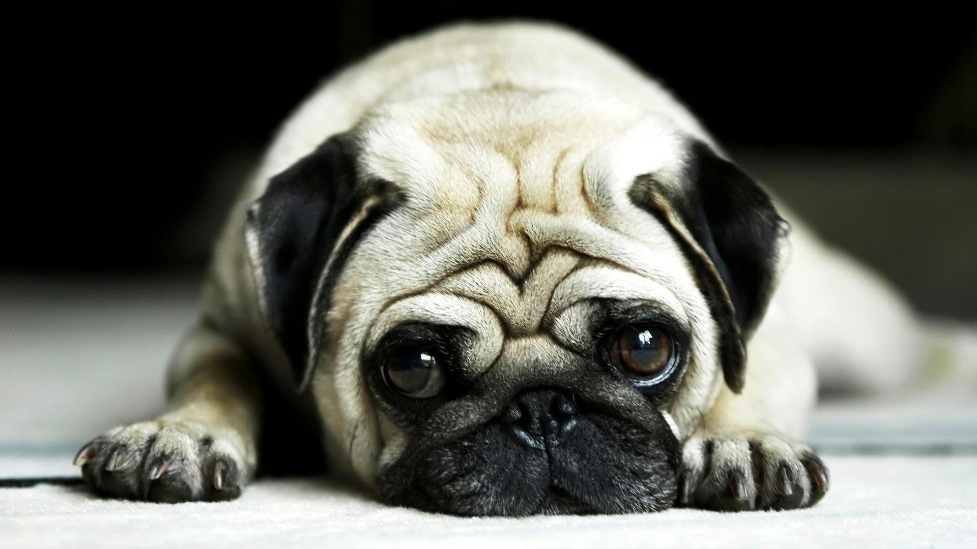 Pug Wallpapers