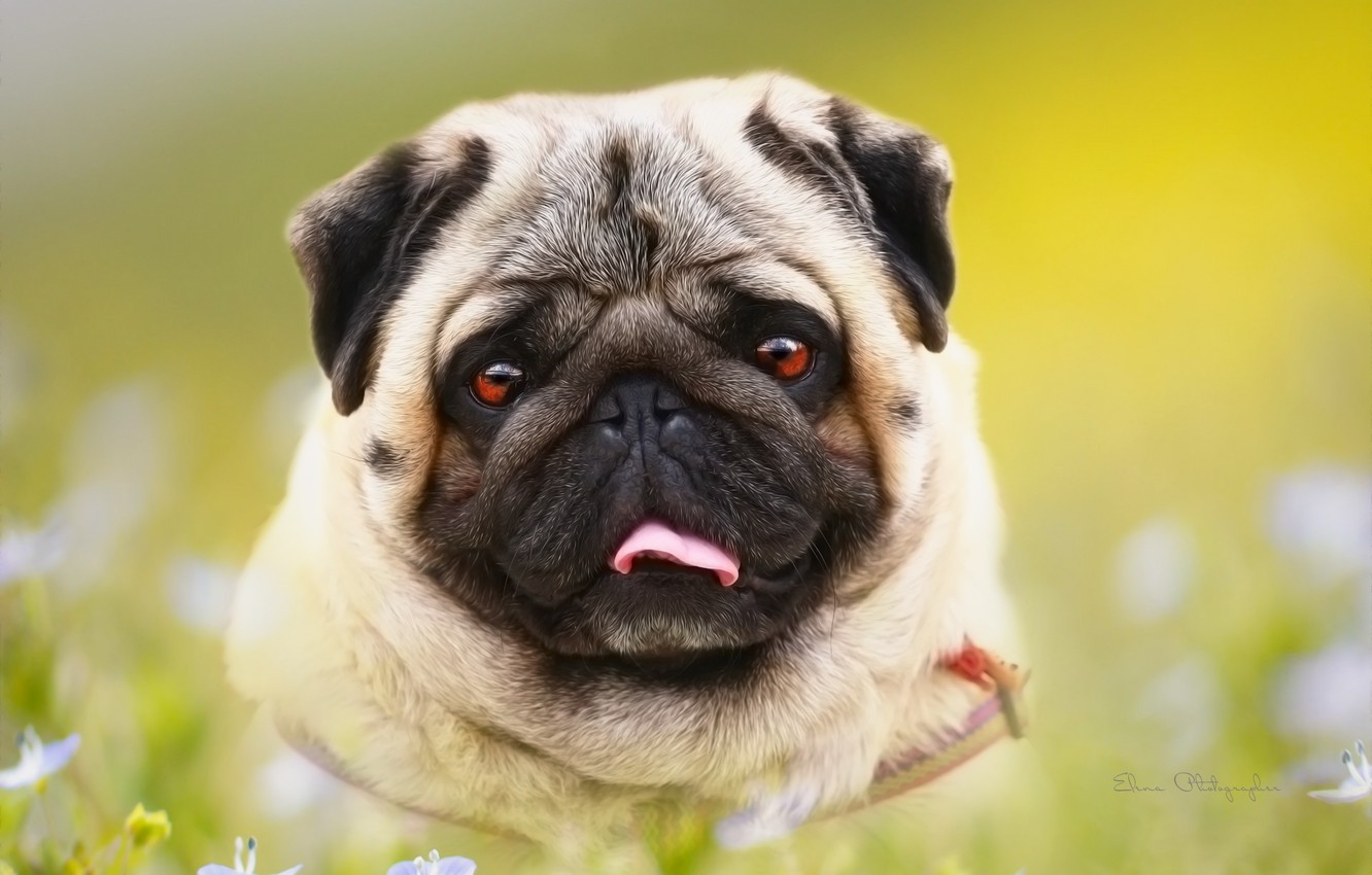 Pug Wallpapers