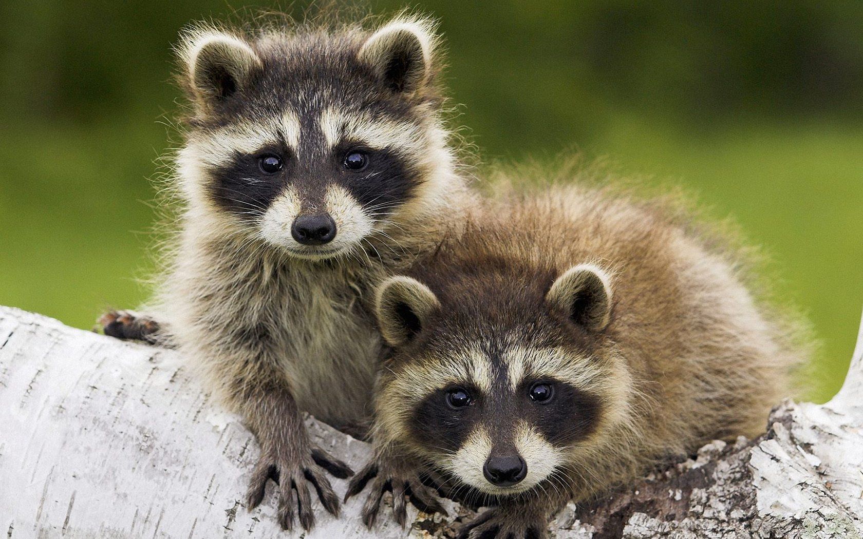 Raccoons Wallpapers