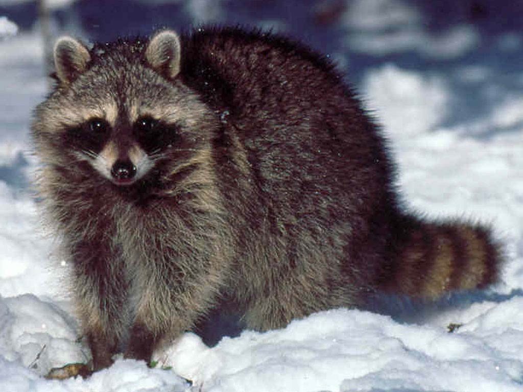 Raccoons Wallpapers