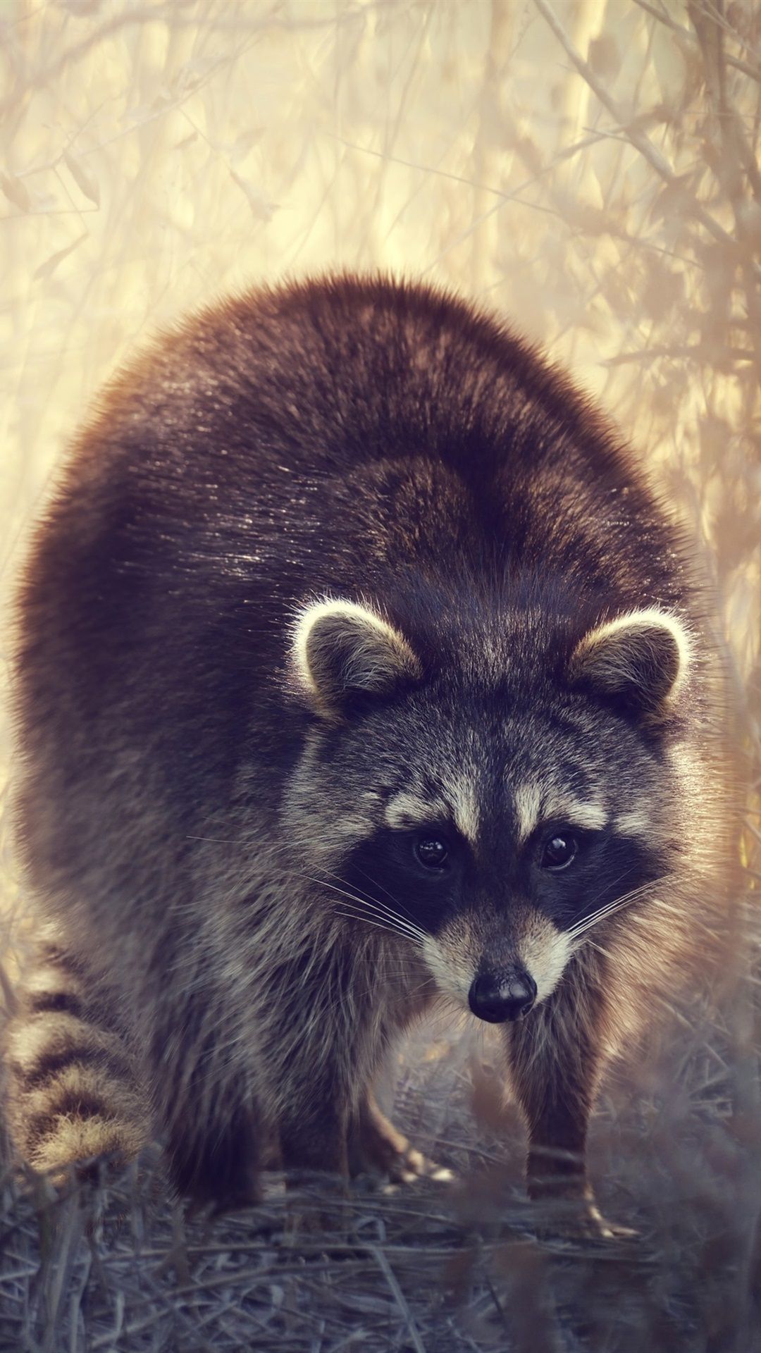 Raccoons Wallpapers