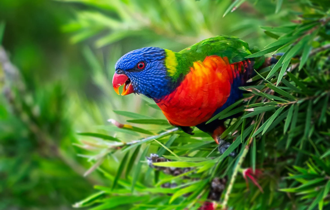 Rainbow Lorikeet Wallpapers