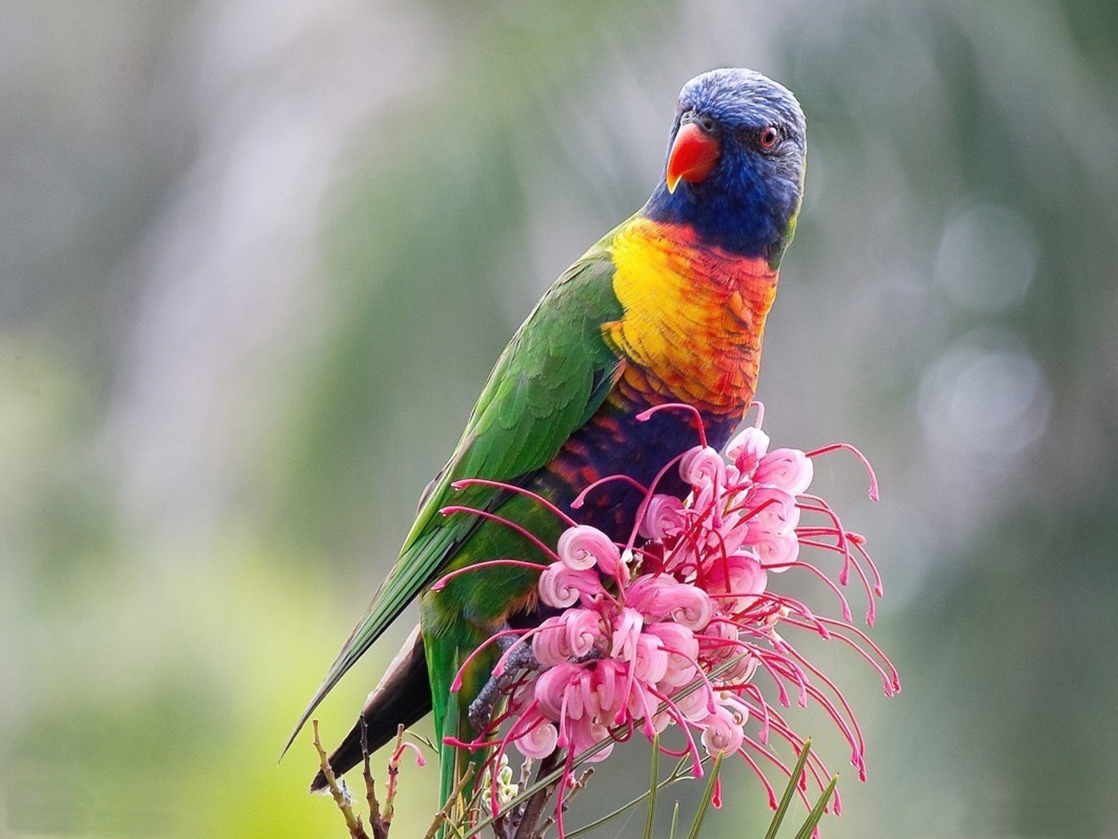 Rainbow Lorikeet Wallpapers