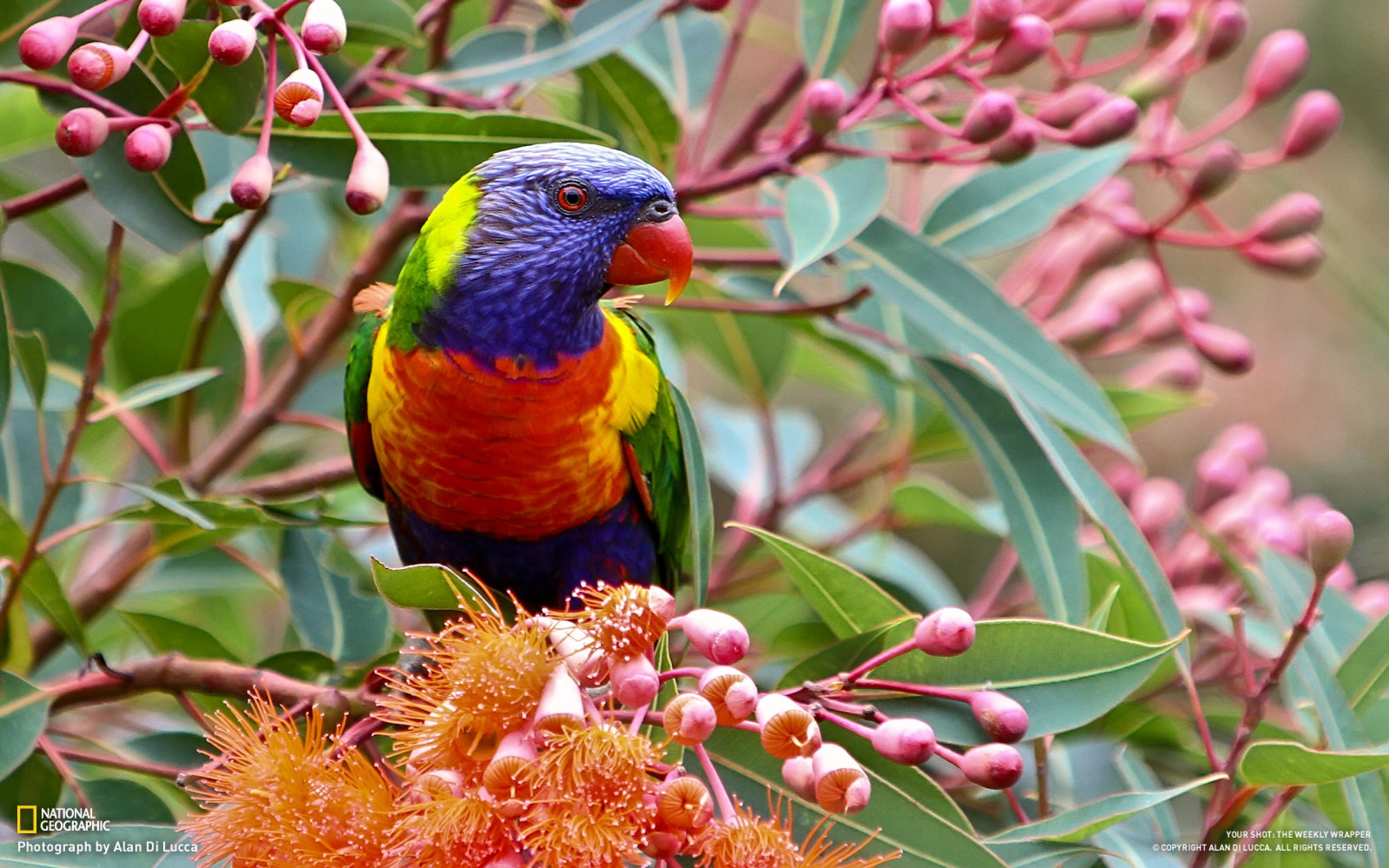 Rainbow Lorikeet Wallpapers