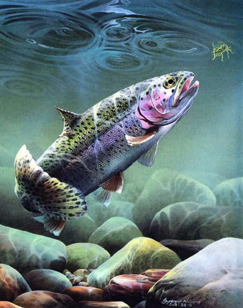 Rainbow Trout Wallpapers