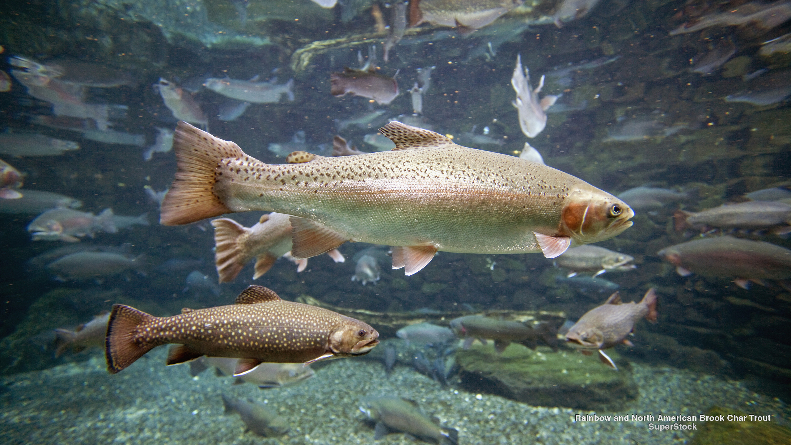 Rainbow Trout Wallpapers