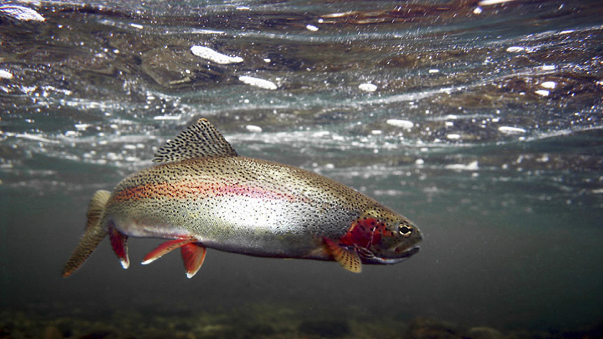 Rainbow Trout Wallpapers