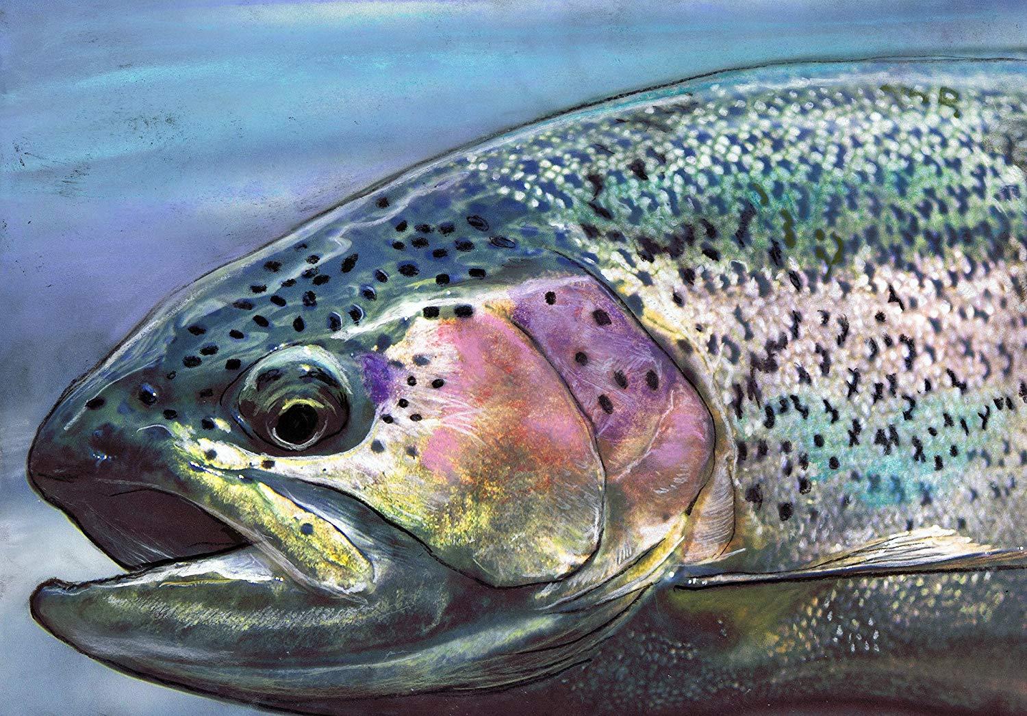 Rainbow Trout Wallpapers