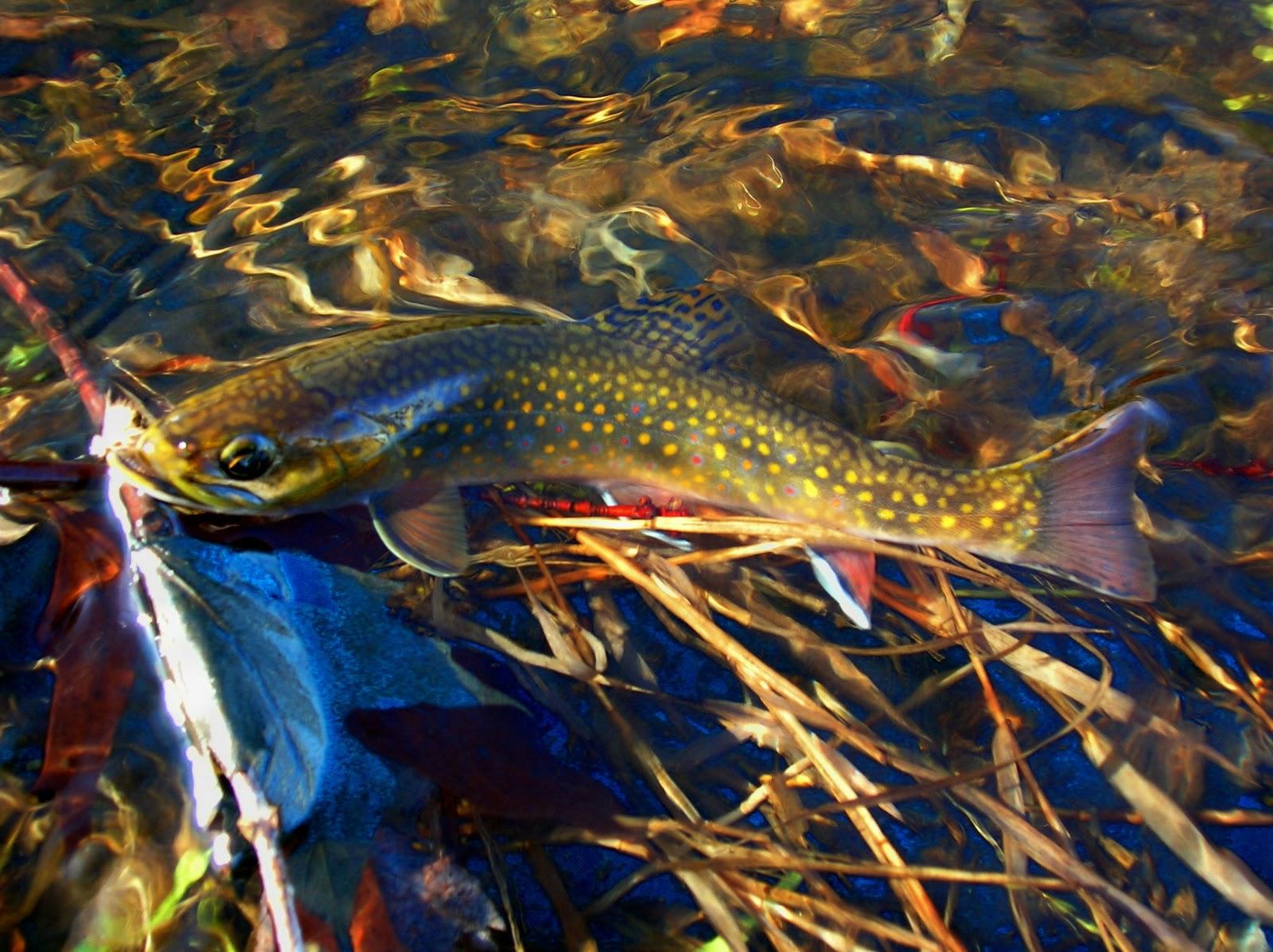 Rainbow Trout Wallpapers