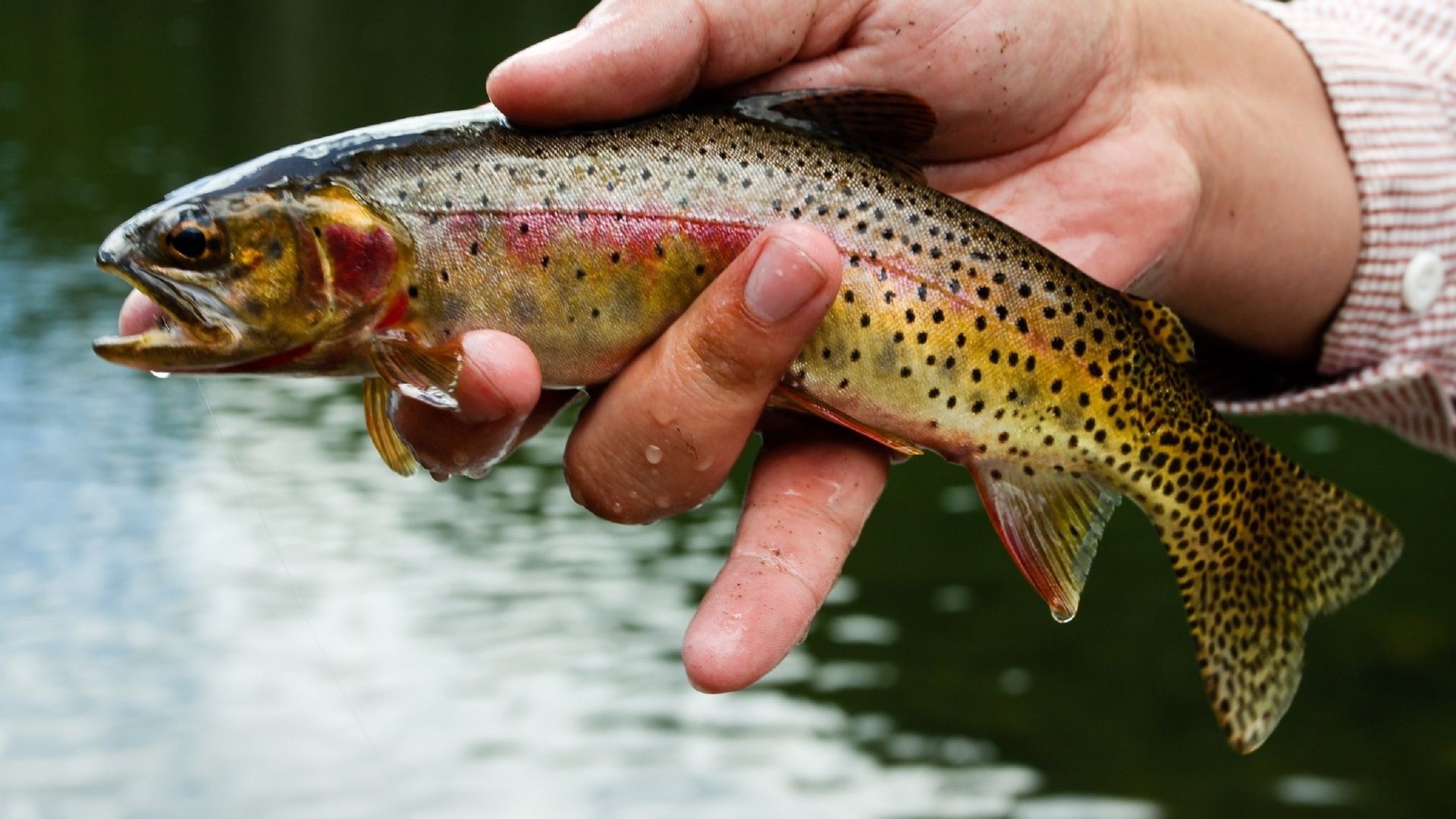 Rainbow Trout Wallpapers