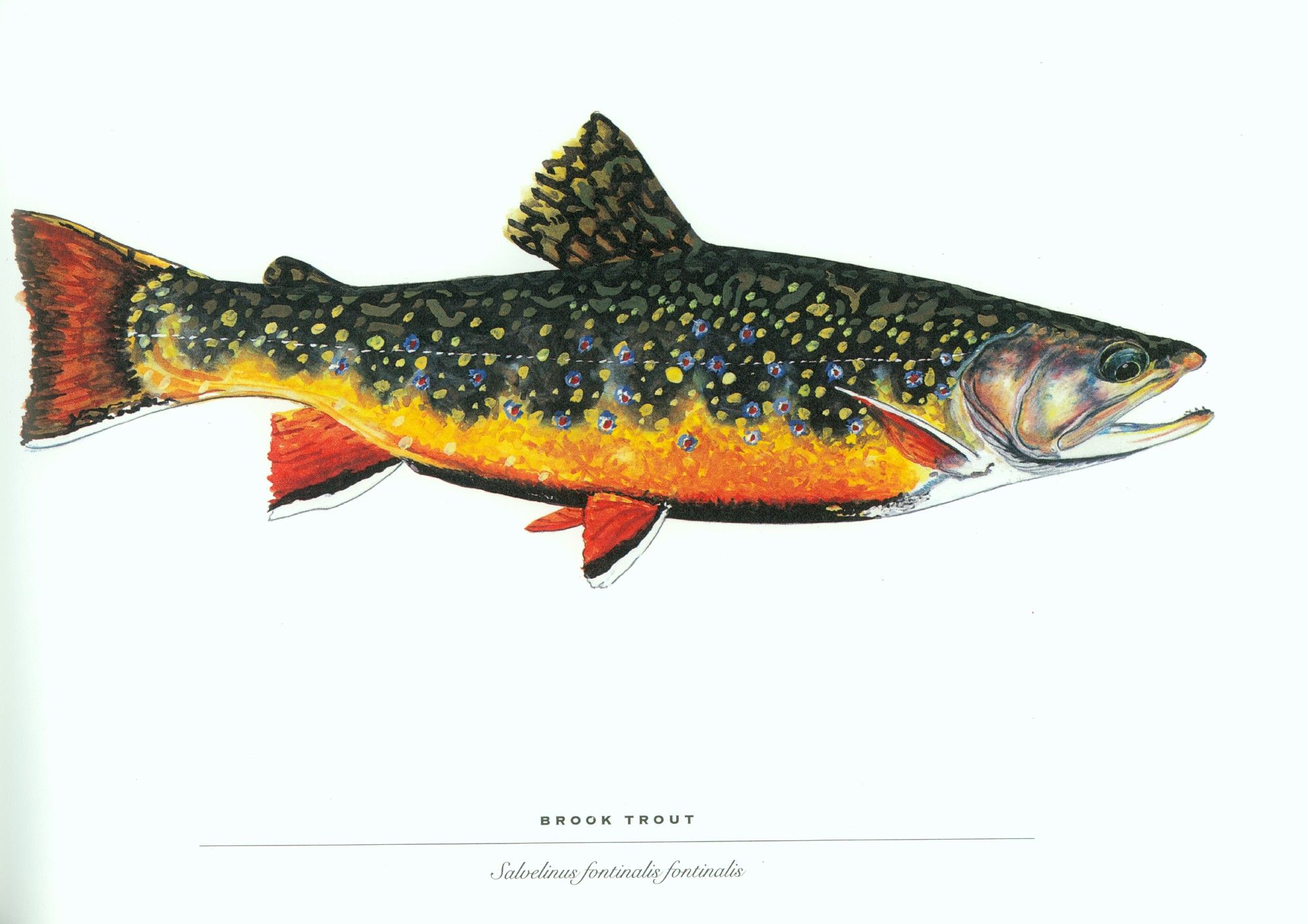 Rainbow Trout Wallpapers