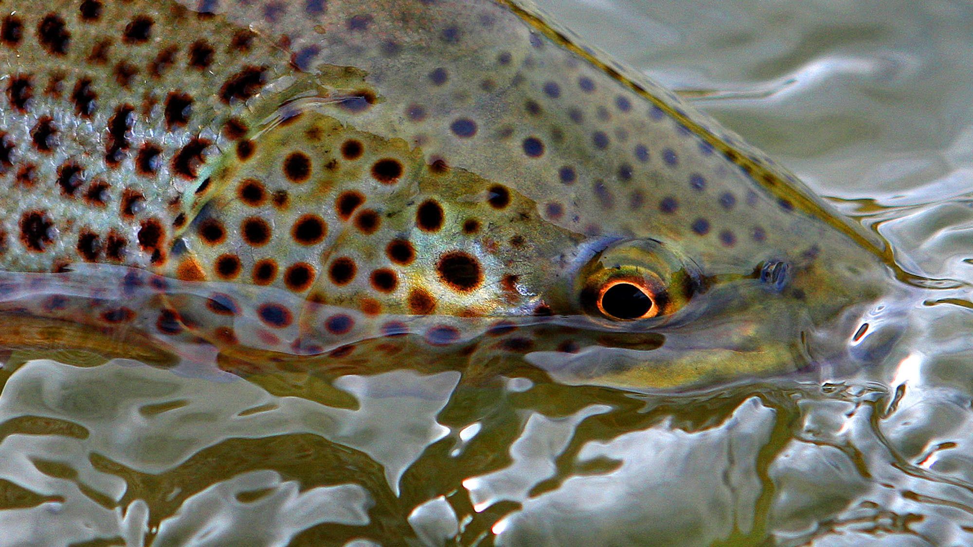 Rainbow Trout Wallpapers