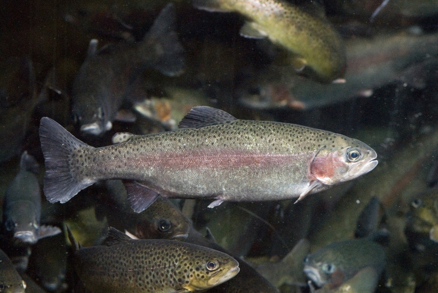 Rainbow Trout Wallpapers