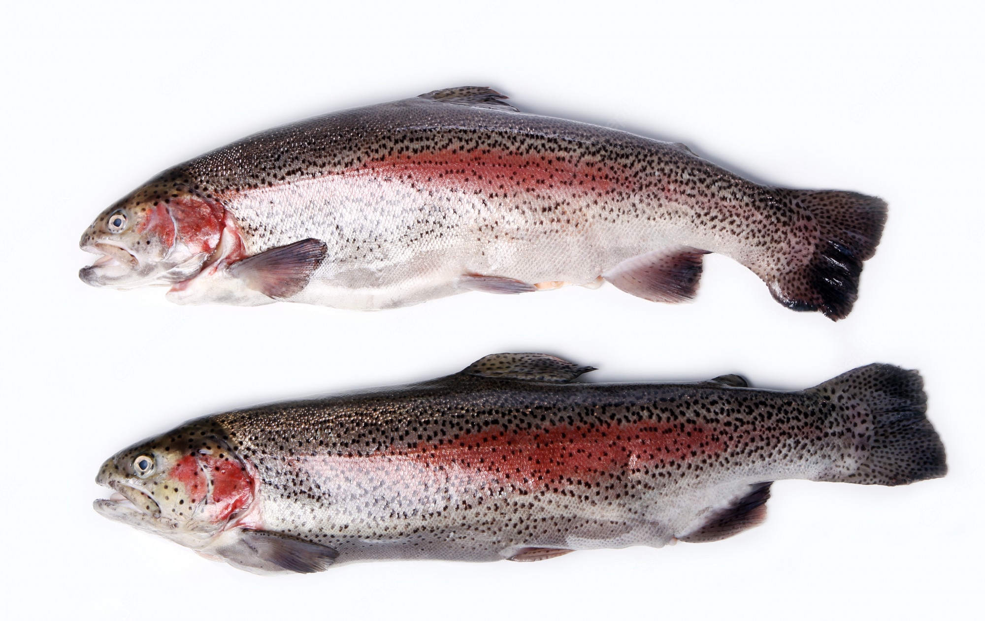 Rainbow Trout Wallpapers