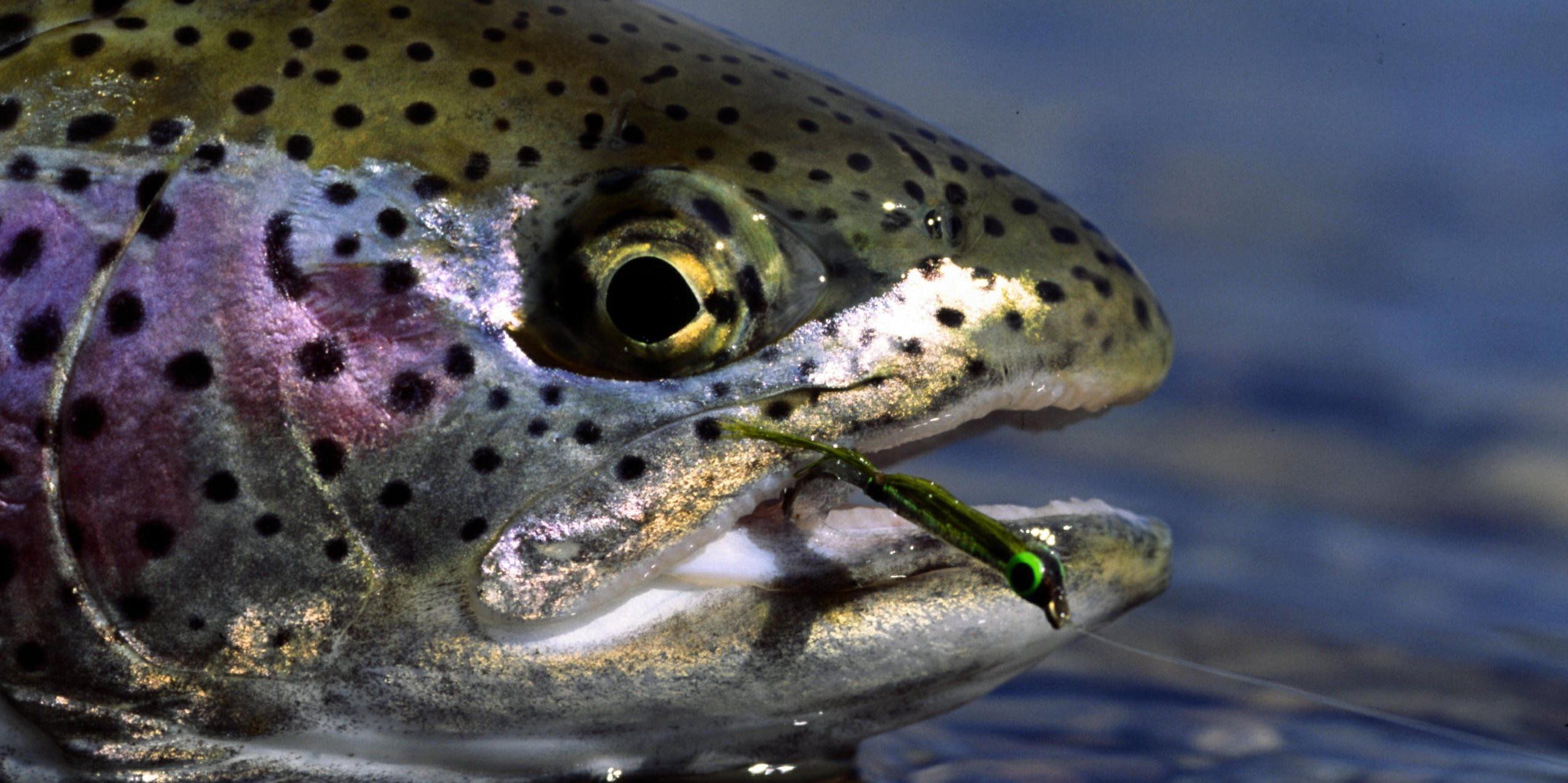 Rainbow Trout Wallpapers