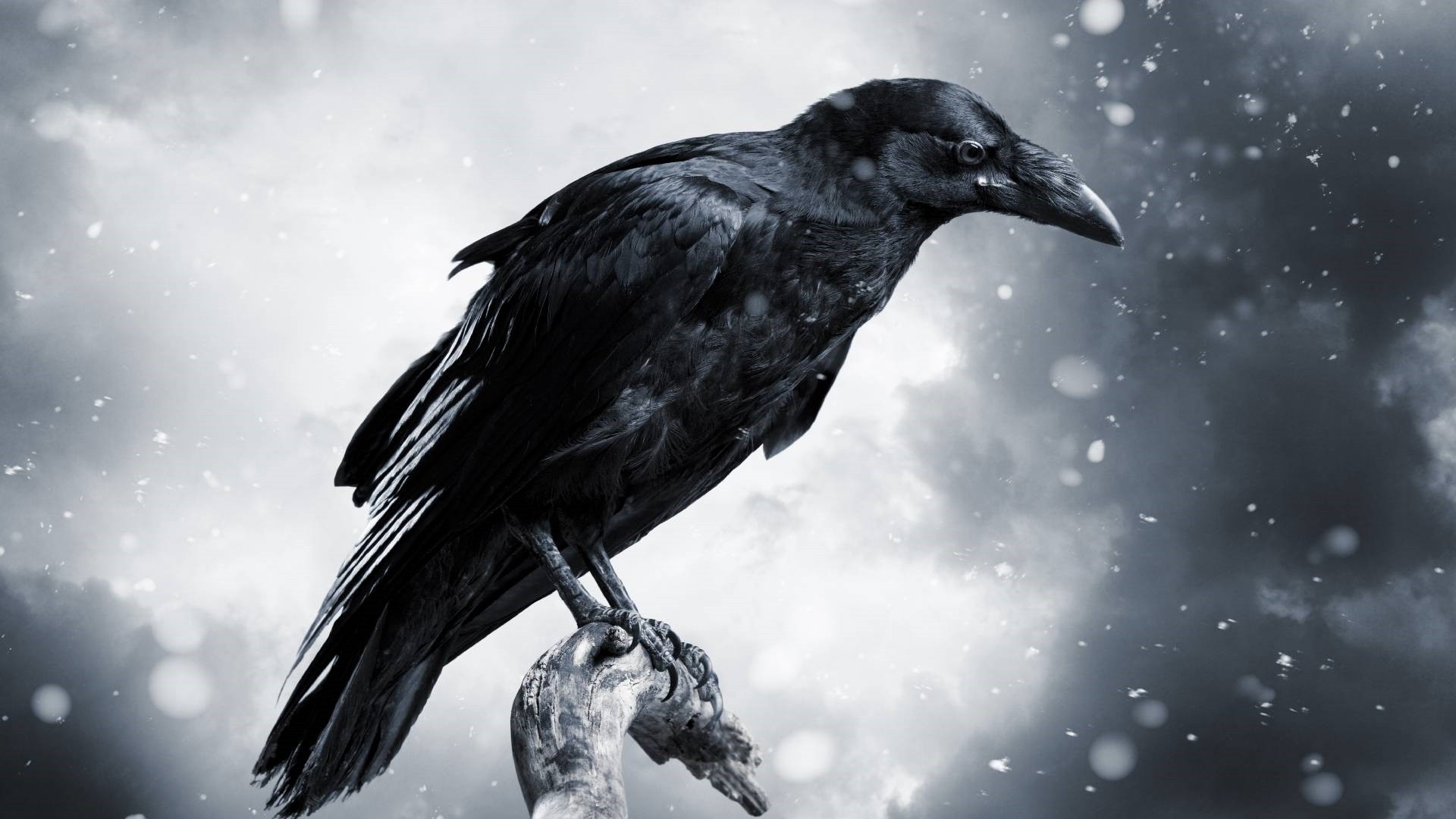 Raven Wallpapers