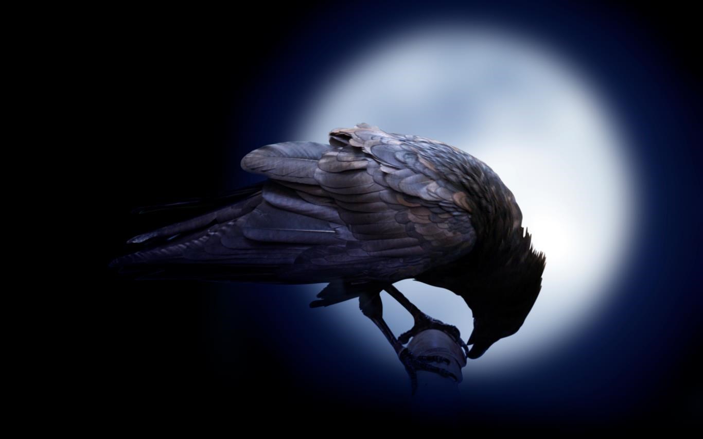 Raven Wallpapers