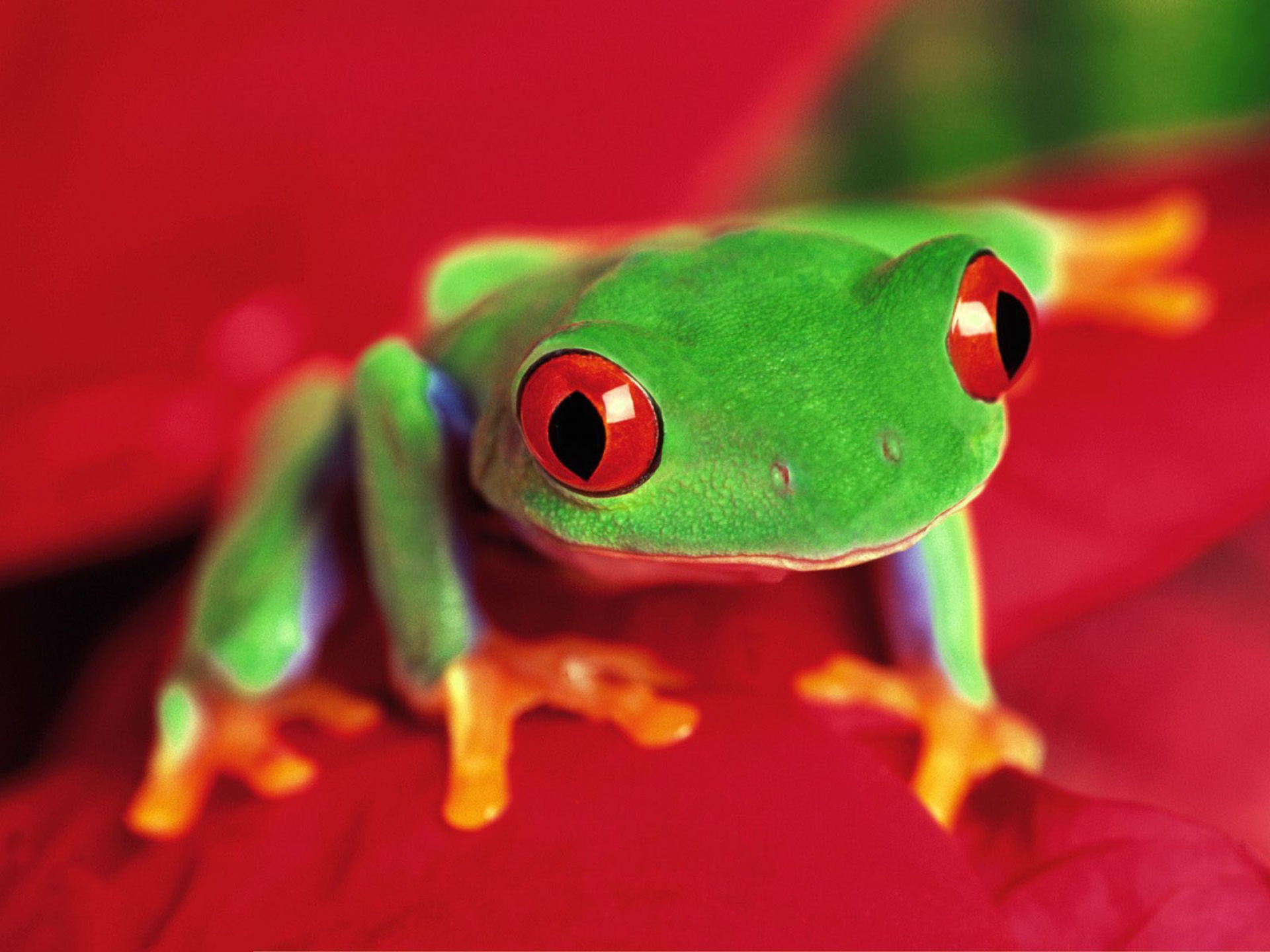 Red Eyed Tree Frog Wallpapers