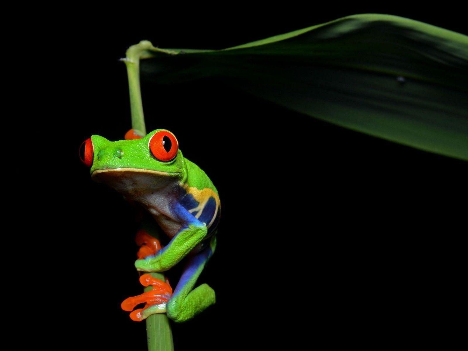 Red Eyed Tree Frog Wallpapers