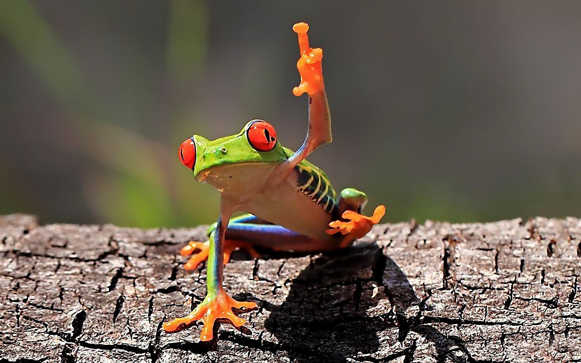 Red Eyed Tree Frog Wallpapers